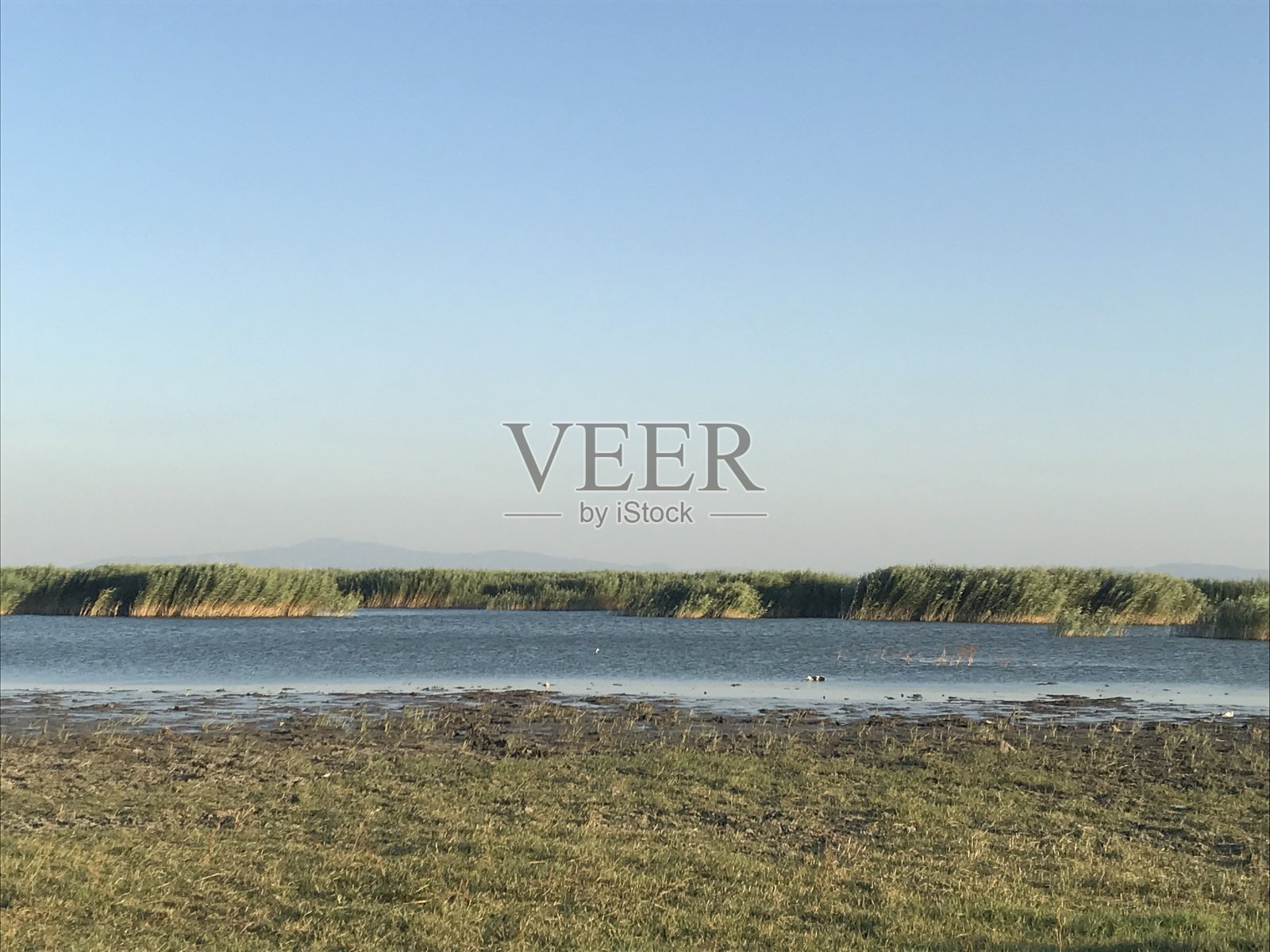 湖边有芦苇照片摄影图片