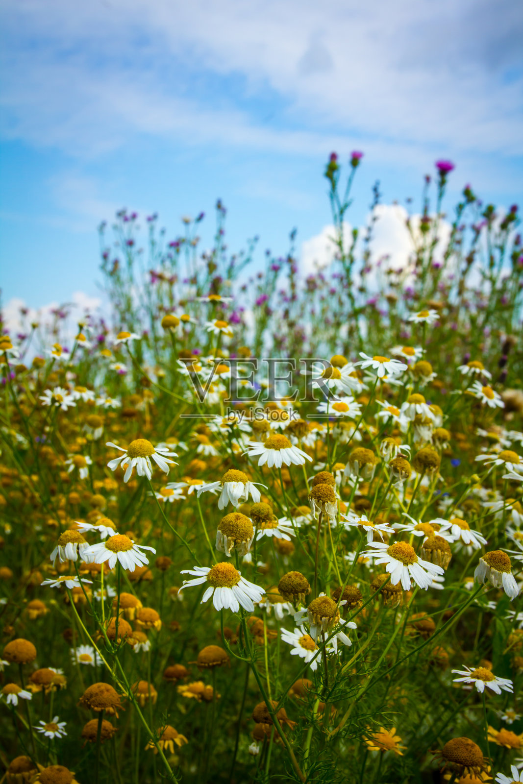 雏菊盛开的草地上的斜坡照片摄影图片