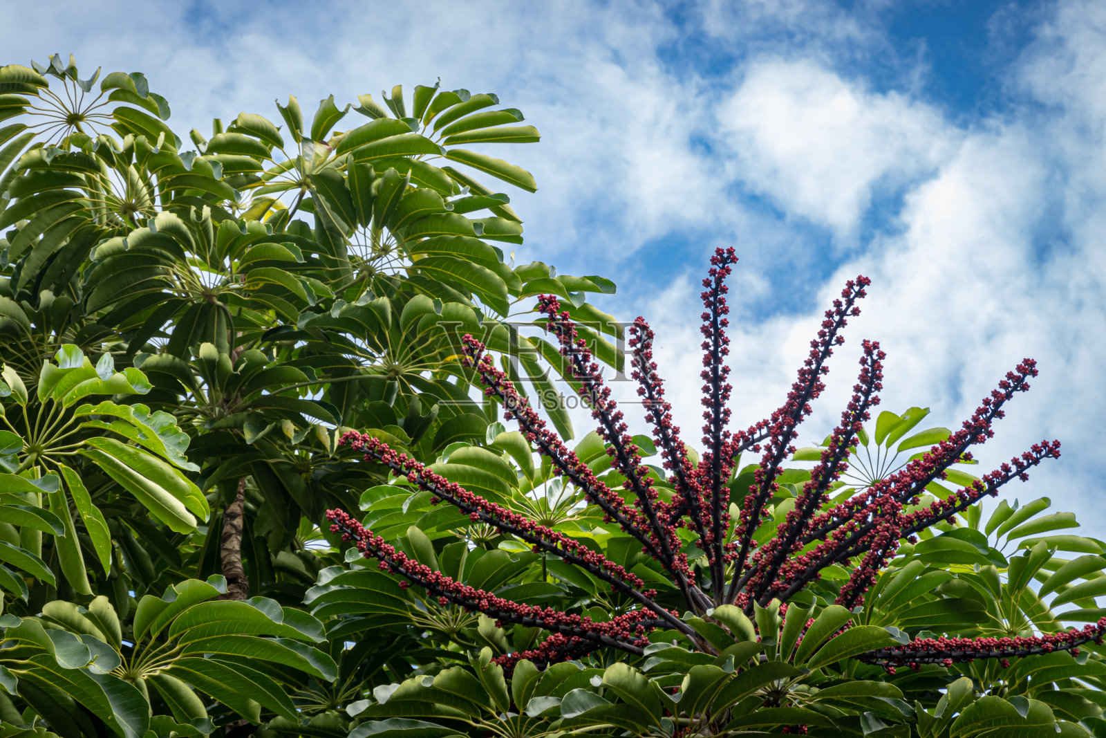以蓝天为背景的热带树木照片摄影图片