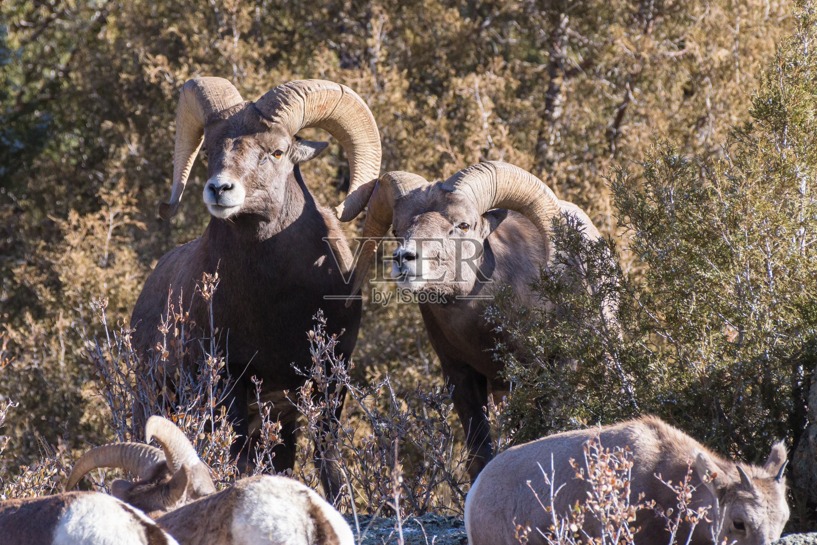 科罗拉多落基山大角羊。两只大角羊看守着他们的牧群。照片摄影图片