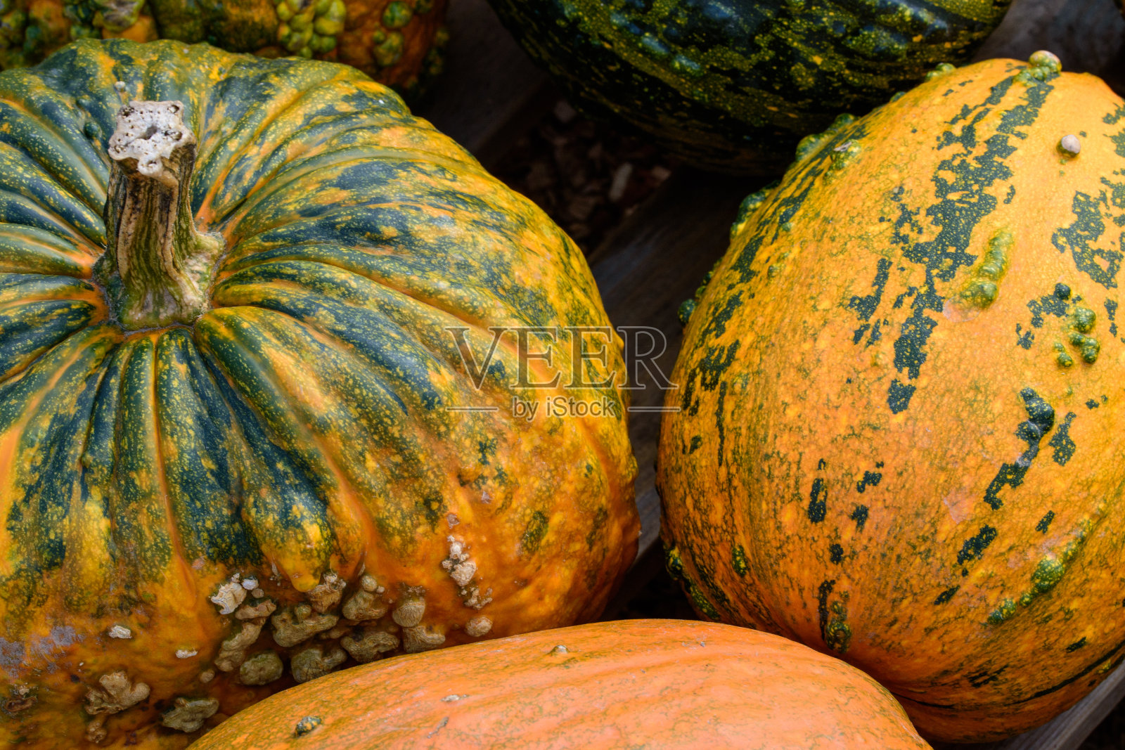 南瓜是一种一年生蔬菜。它也被用于万圣节的装饰。照片摄影图片