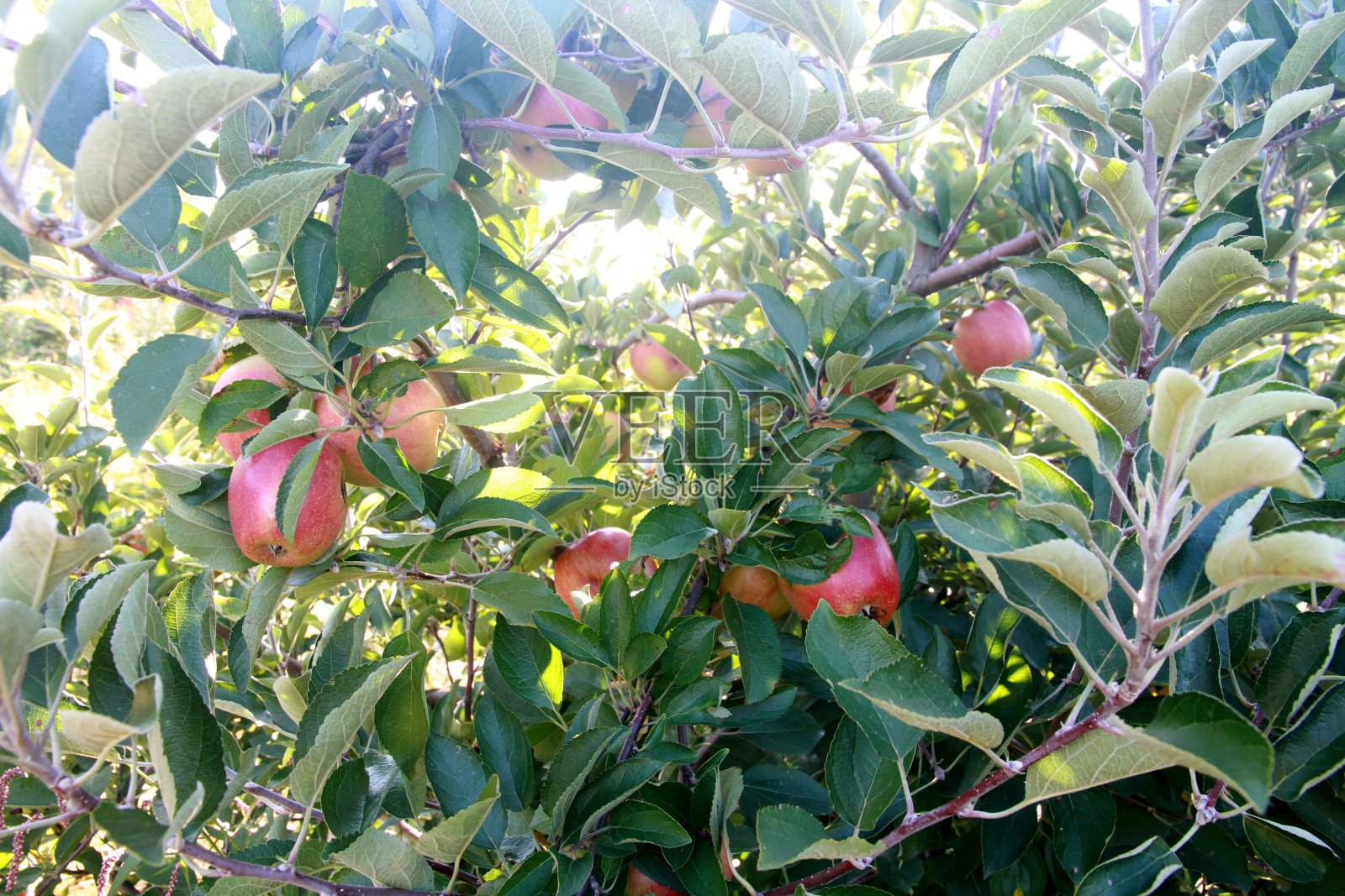 秋天的景象照片摄影图片