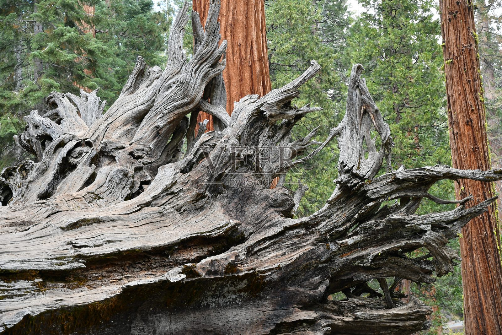 倒下的巨杉根细部照片摄影图片