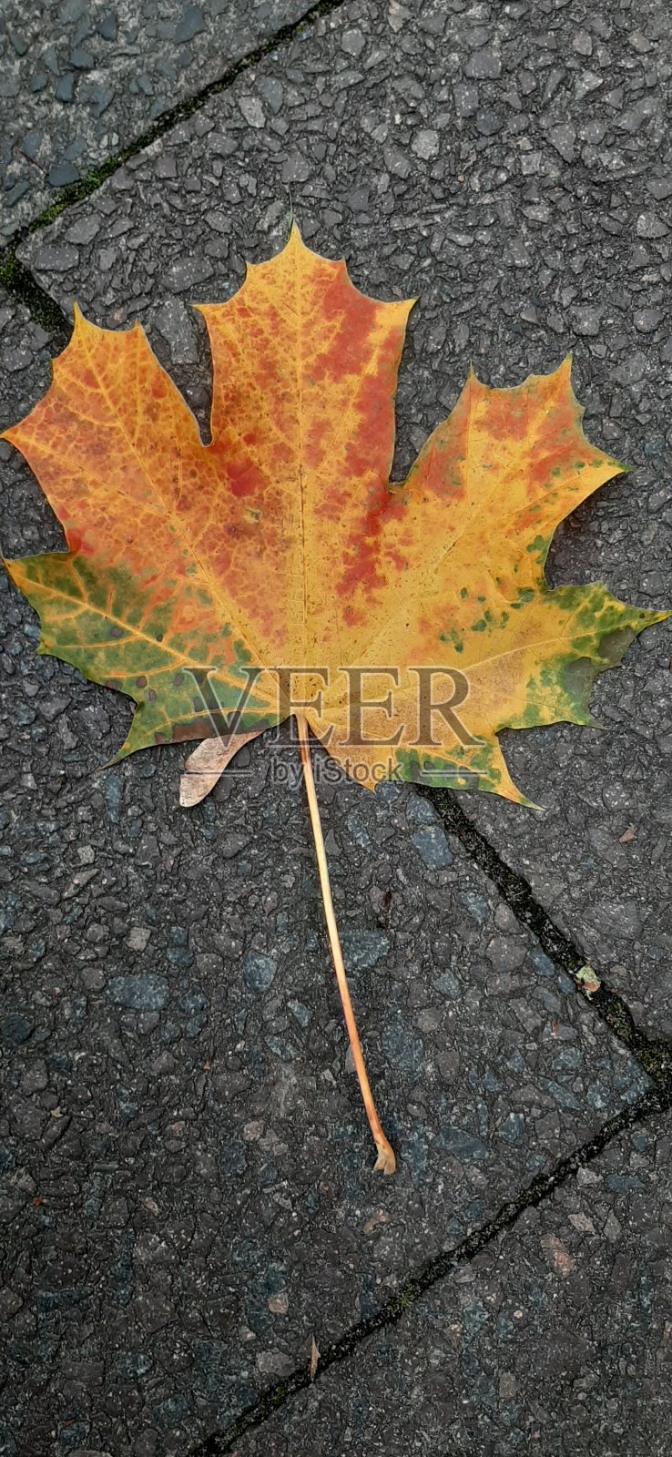 枫叶照片摄影图片