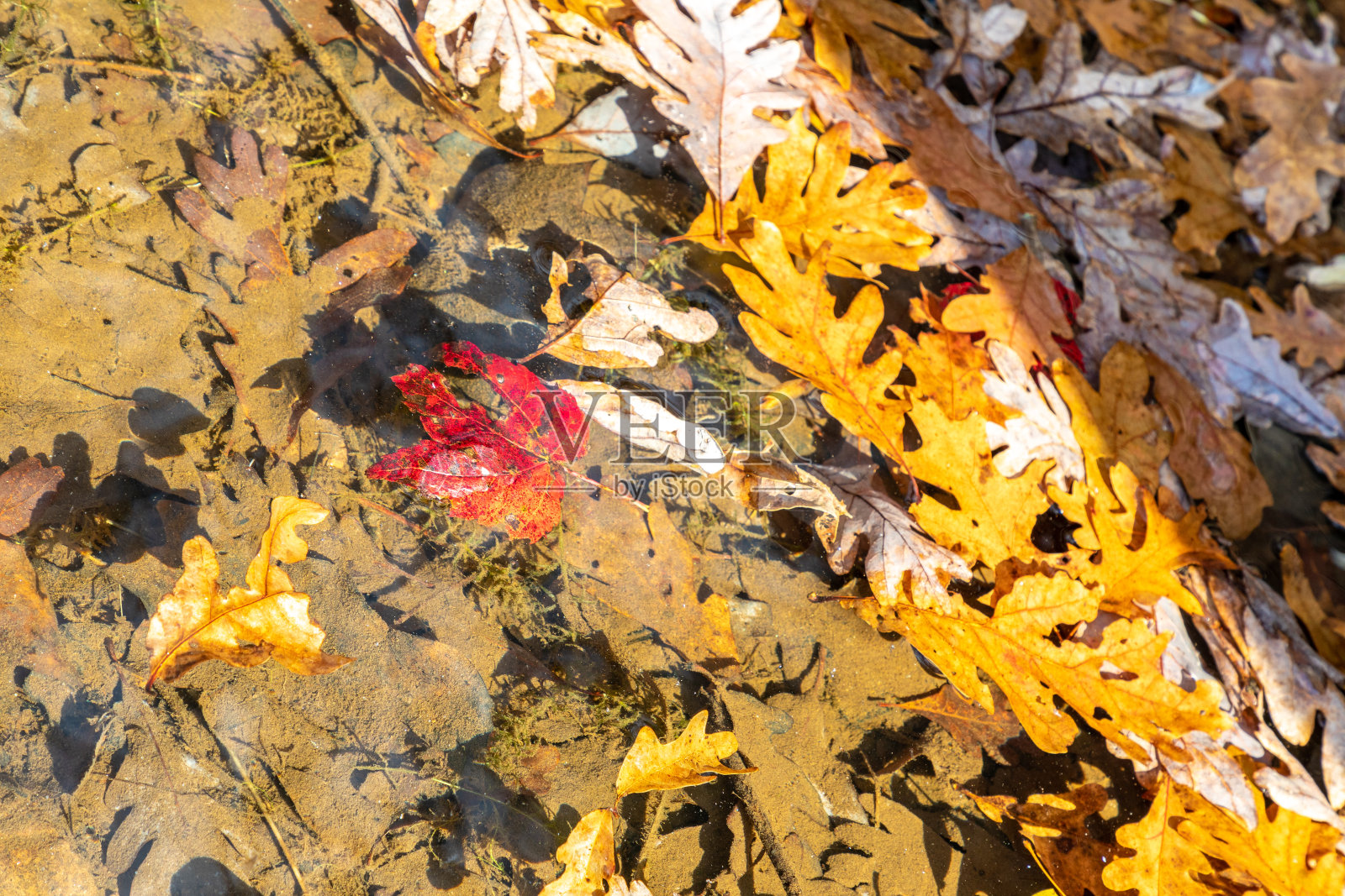 乔治亚湖浅水的秋叶照片摄影图片