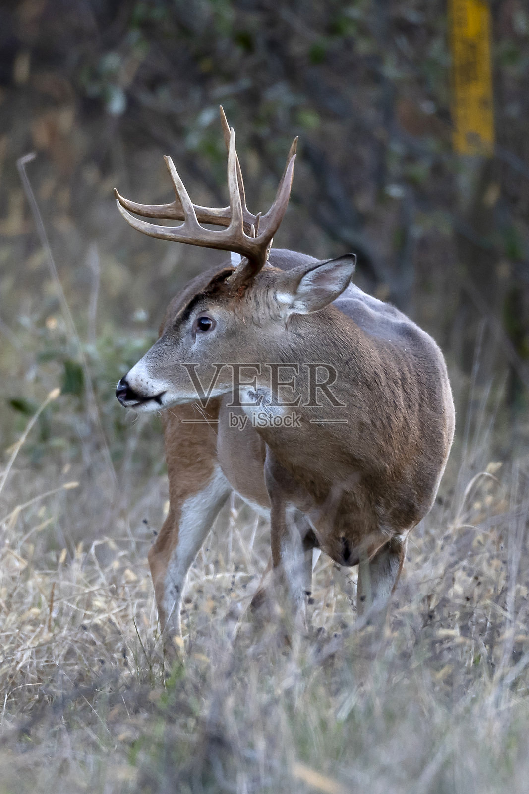 白尾巴克照片摄影图片