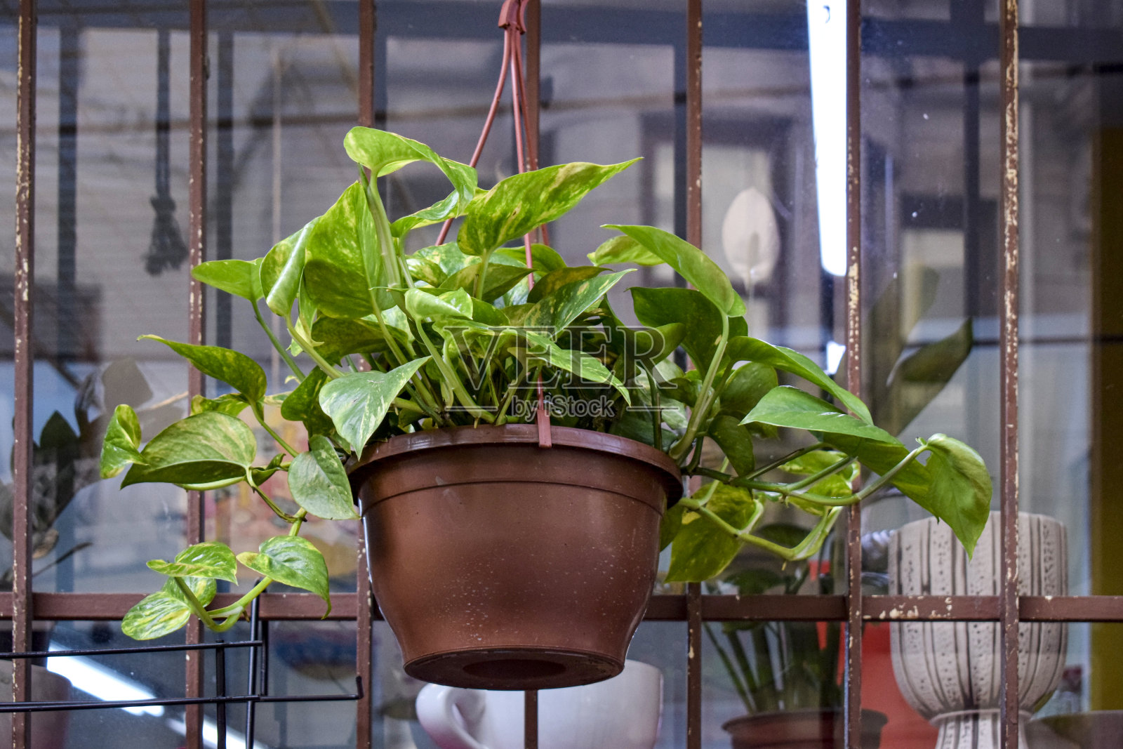 花盆里放一束漂亮的花照片摄影图片