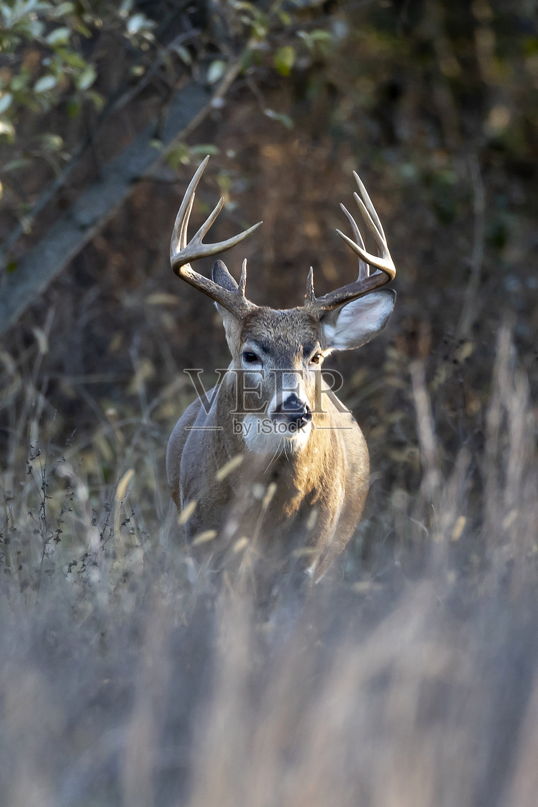 白尾巴克照片摄影图片