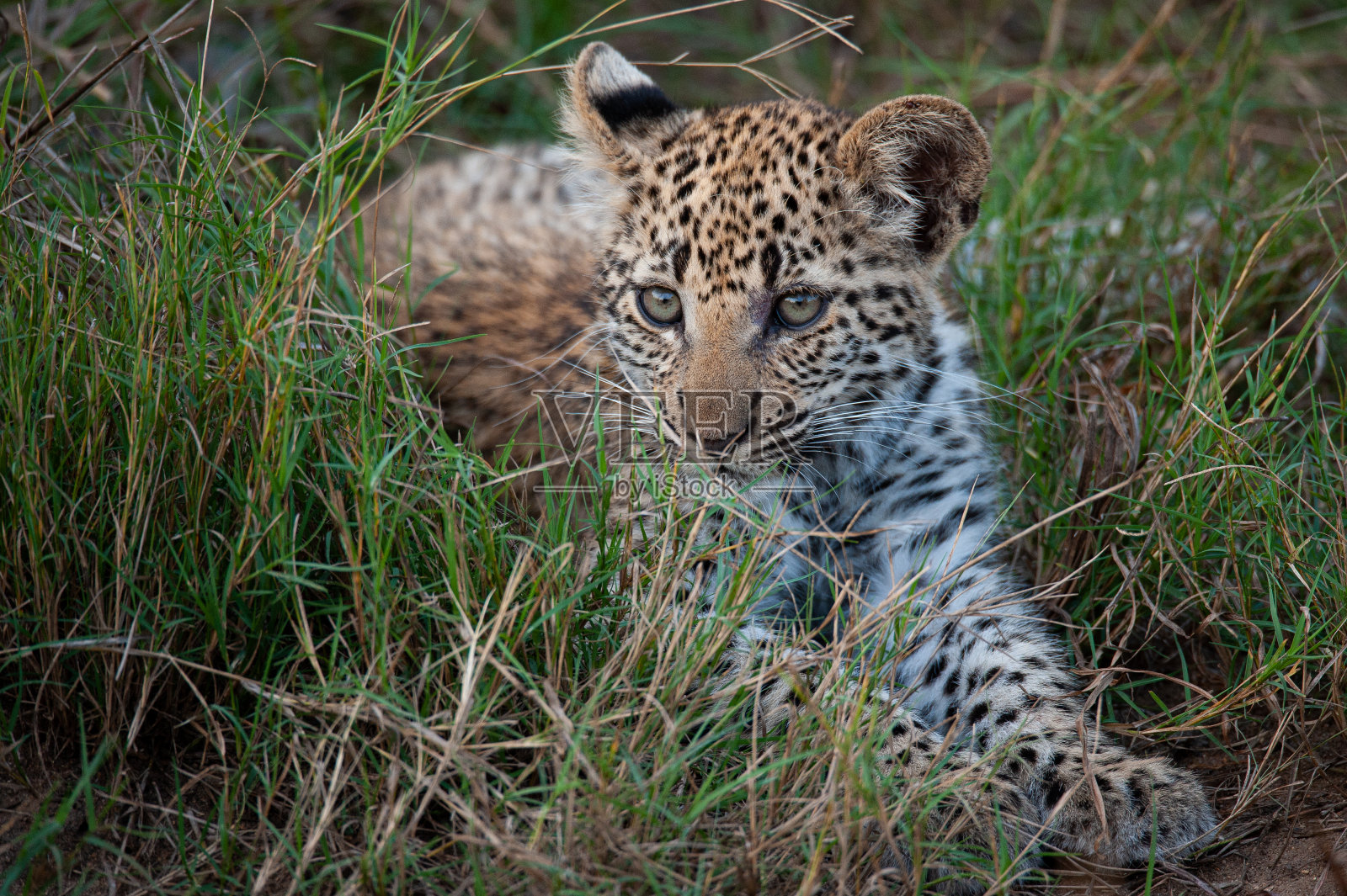 豹幼崽放松照片摄影图片