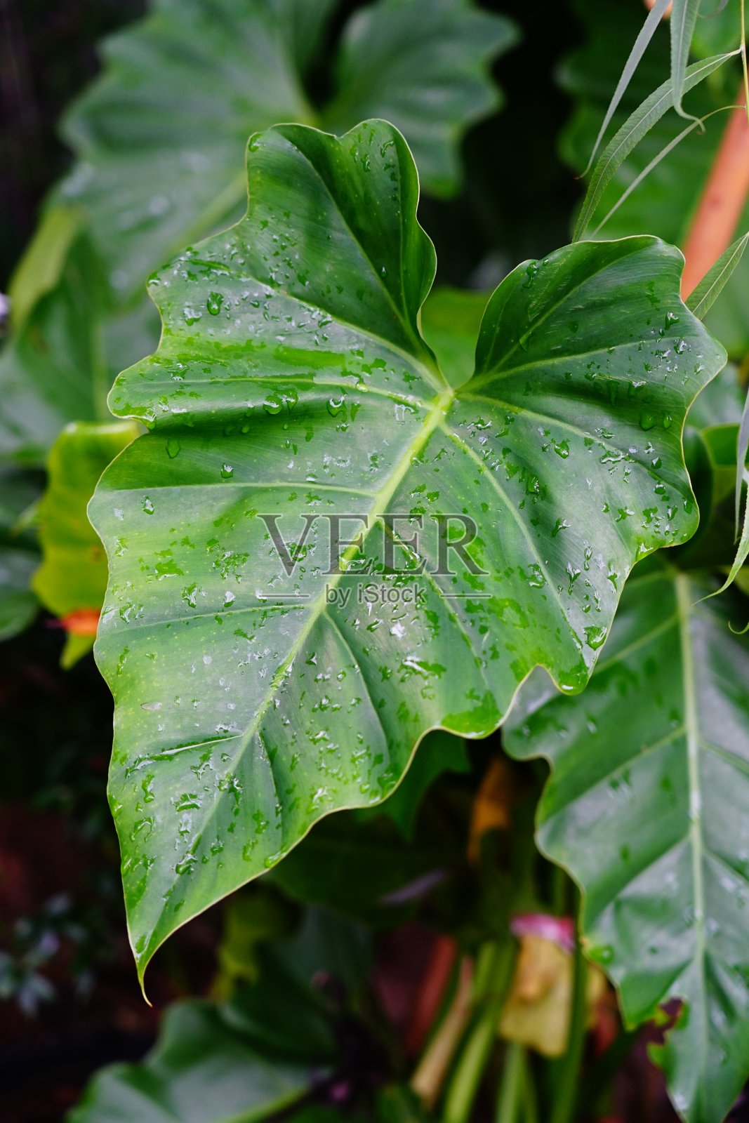 绿色热带象耳照片摄影图片