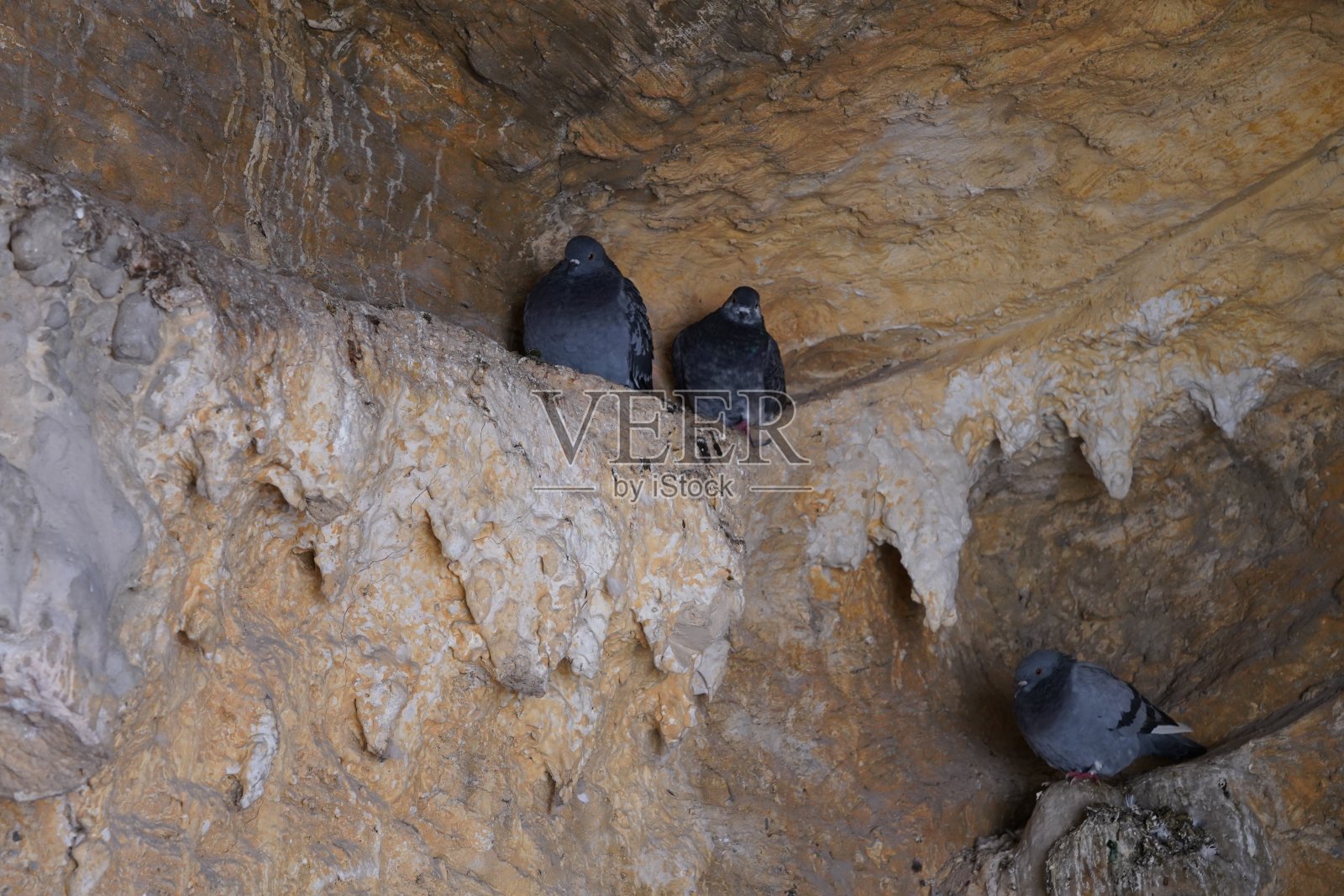 鸽子坐在盖罗瀑布洞内的岩石上。照片摄影图片