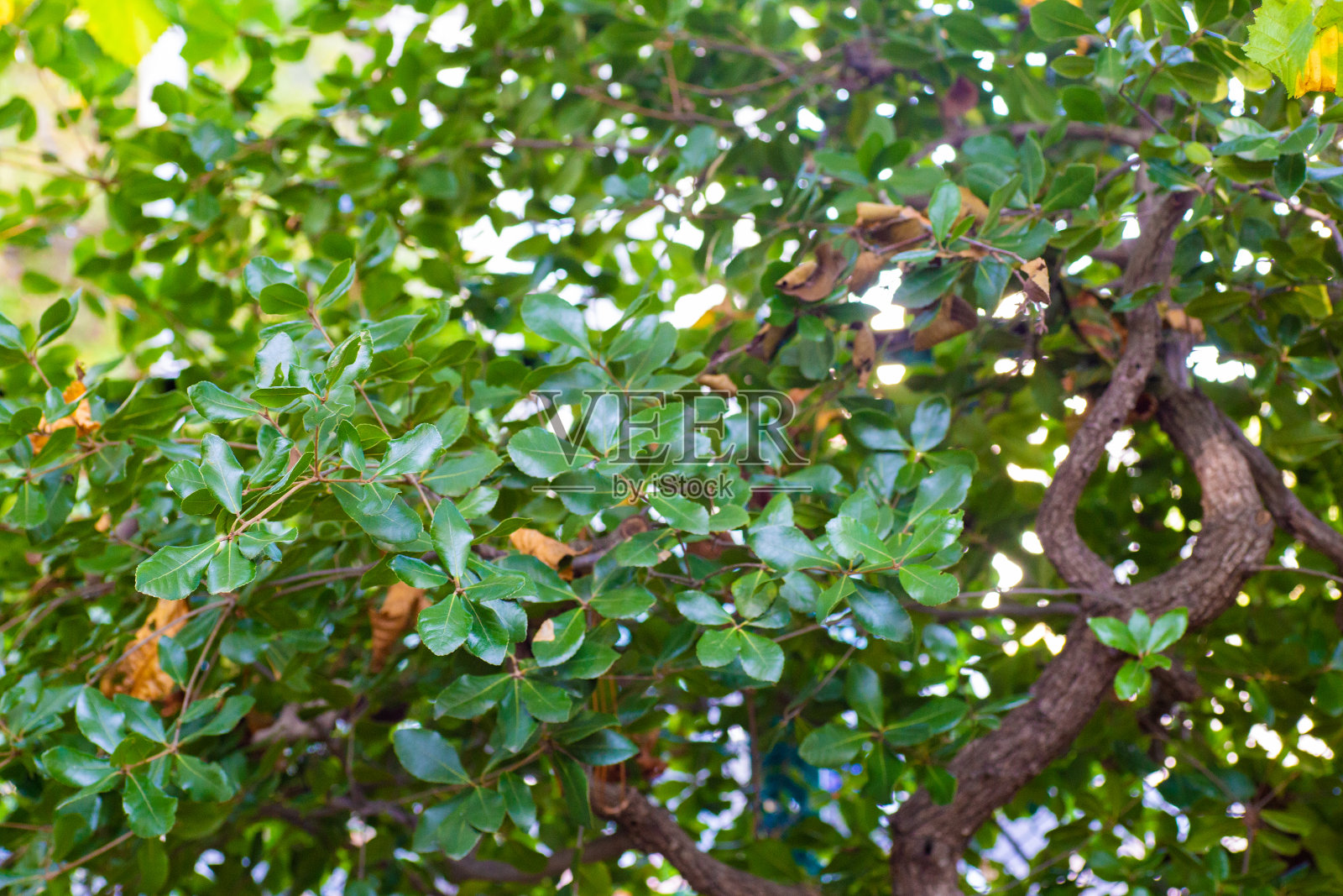 日本公园01照片摄影图片