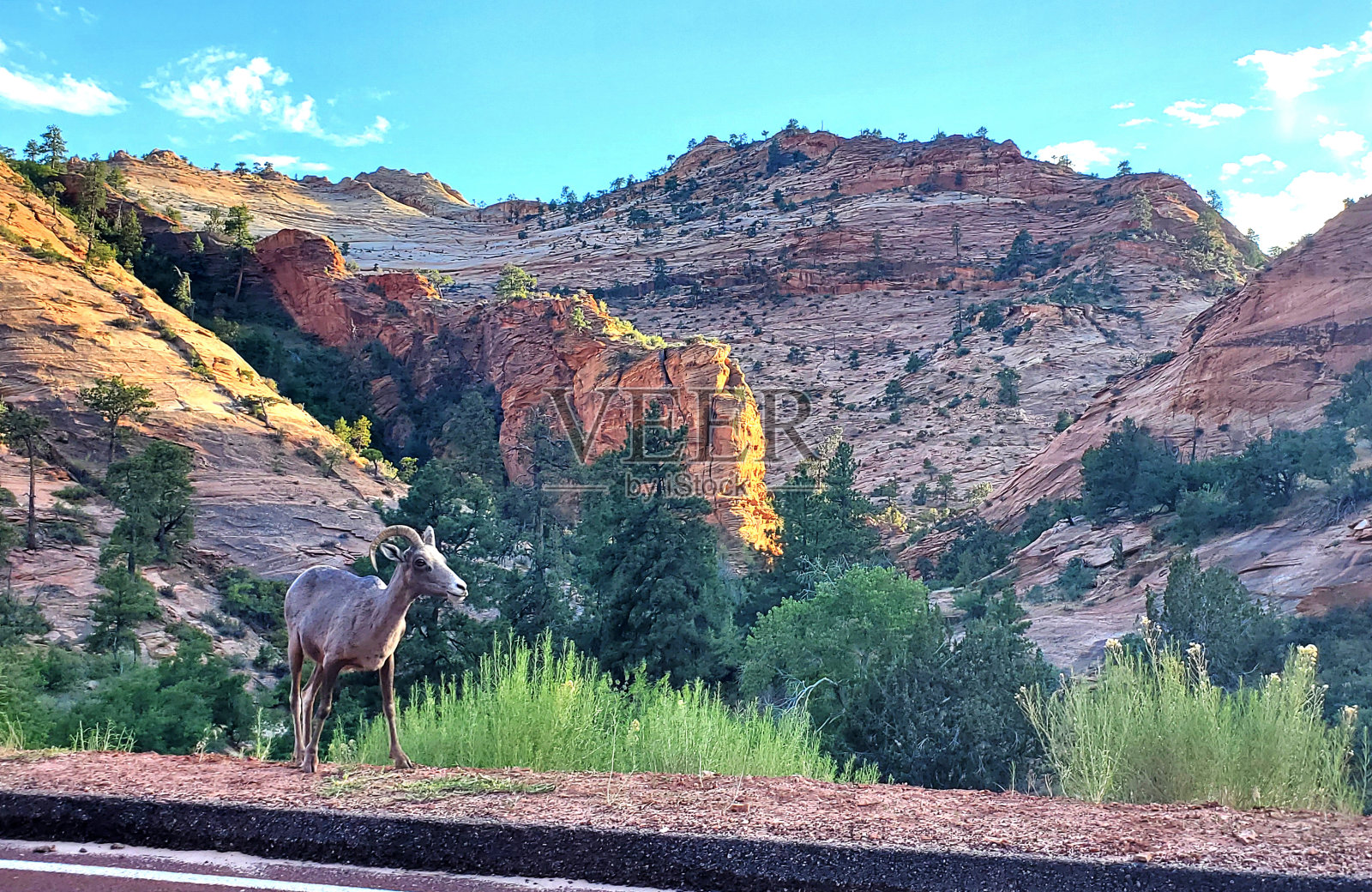 锡安国家公园的大角羊照片摄影图片