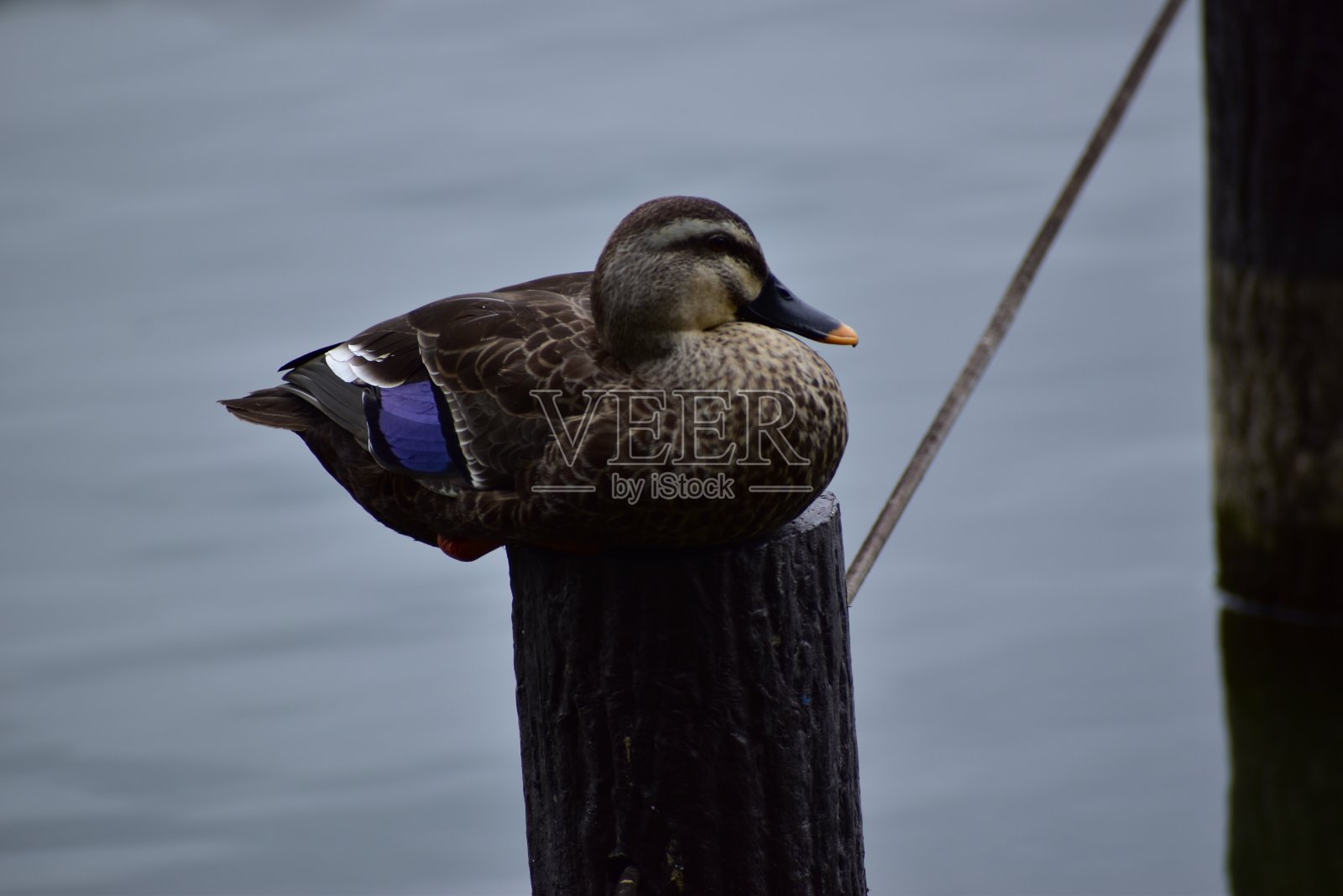 斑点嘴鸭子的肖像照片摄影图片