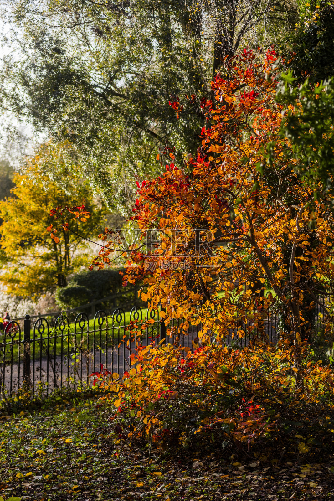 树枝树林光孤立绿葱郁阳光秋天照片摄影图片