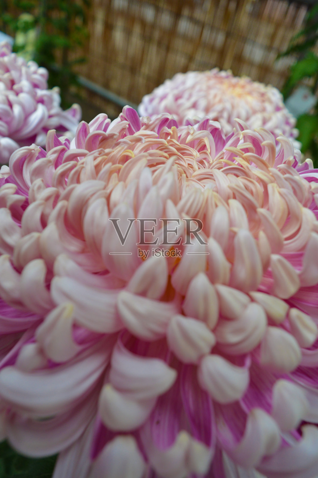 pinck花照片摄影图片