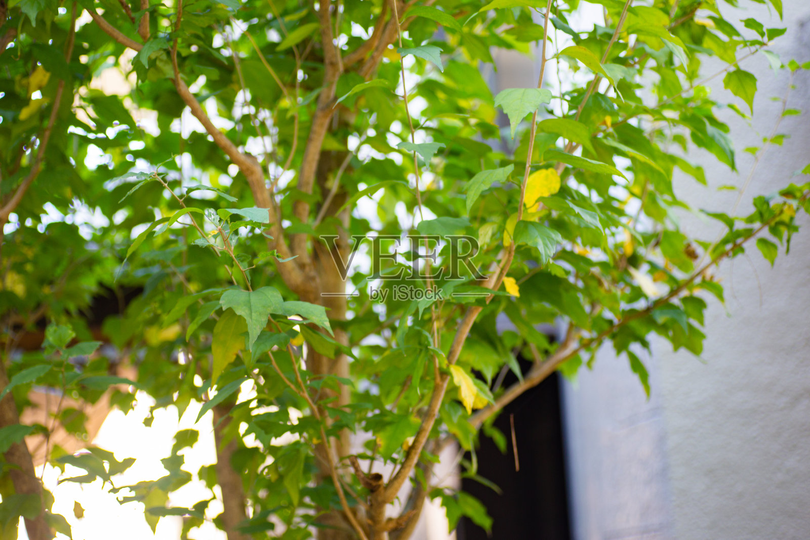 日本公园01照片摄影图片