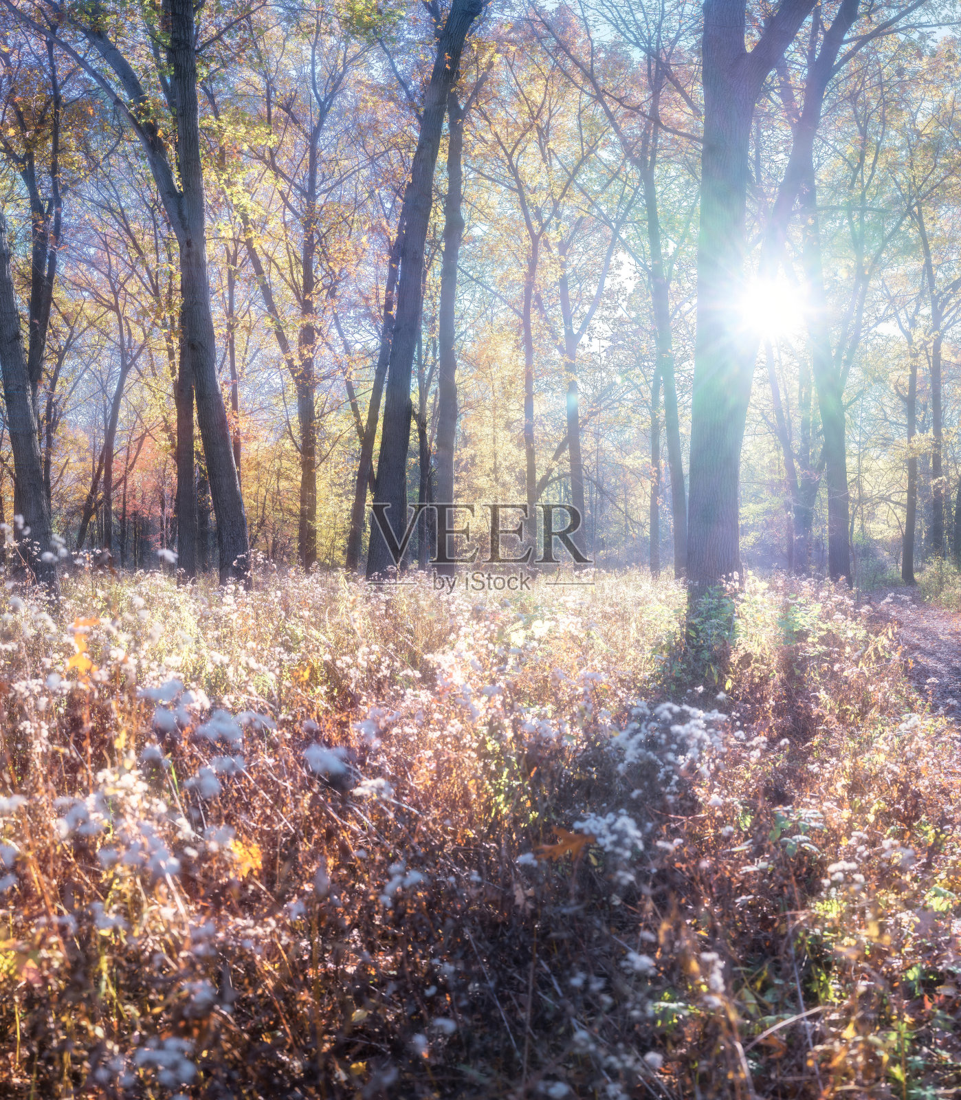 Ojibway公园秋天-温莎，安大略照片摄影图片