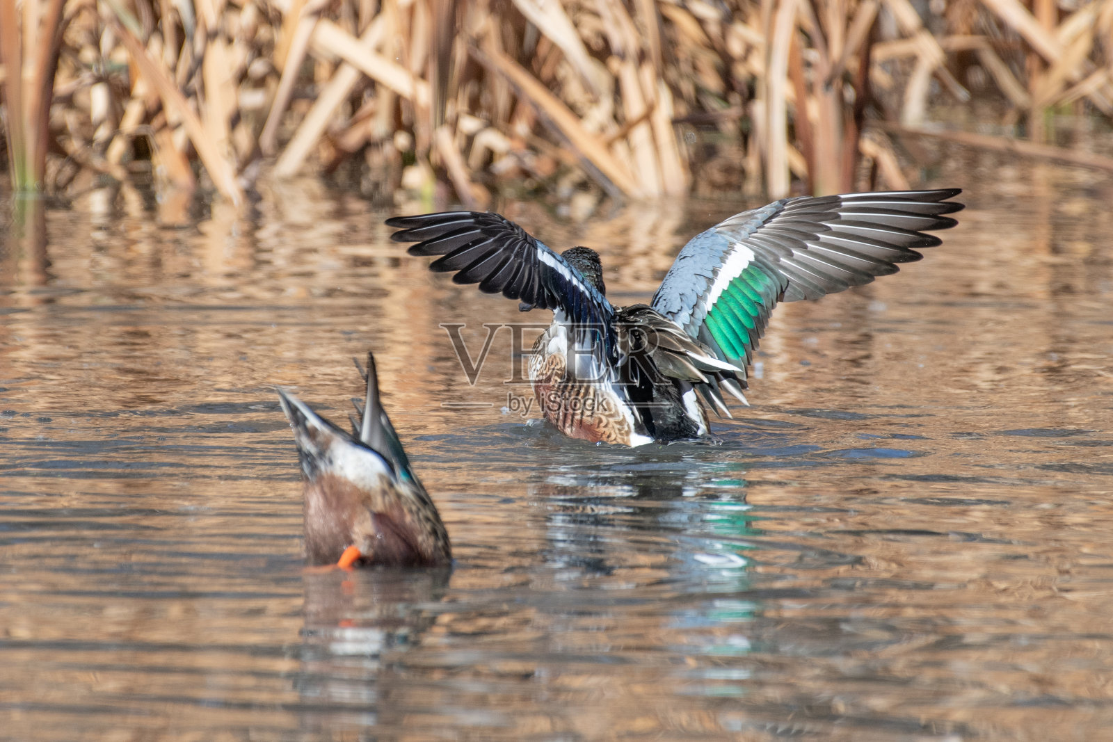从上背部看北方铲手的彩色翅膀照片摄影图片