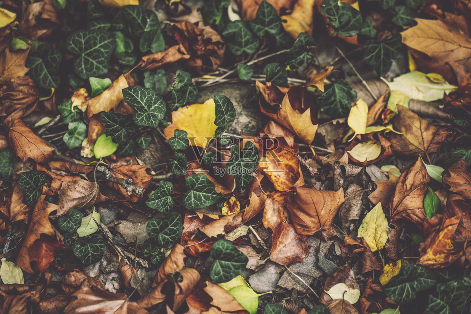 秋天的心情照片摄影图片