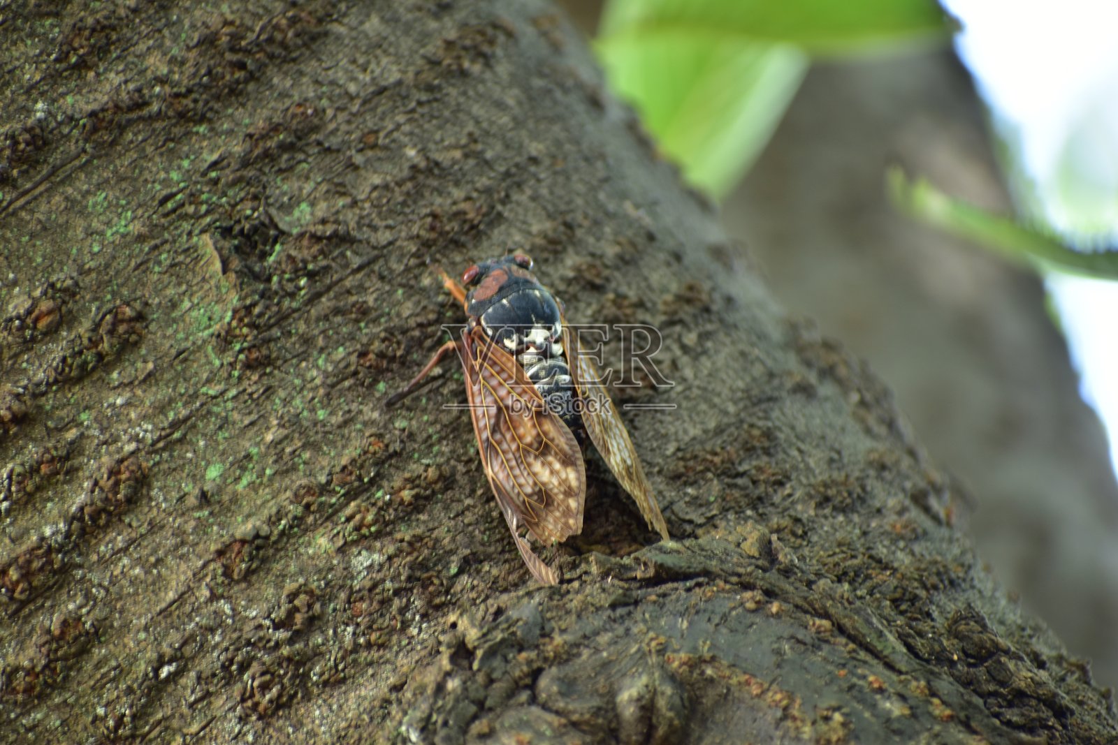 蝉照片摄影图片