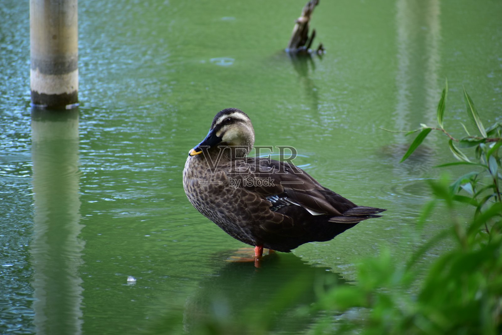 斑点嘴鸭子的肖像照片摄影图片