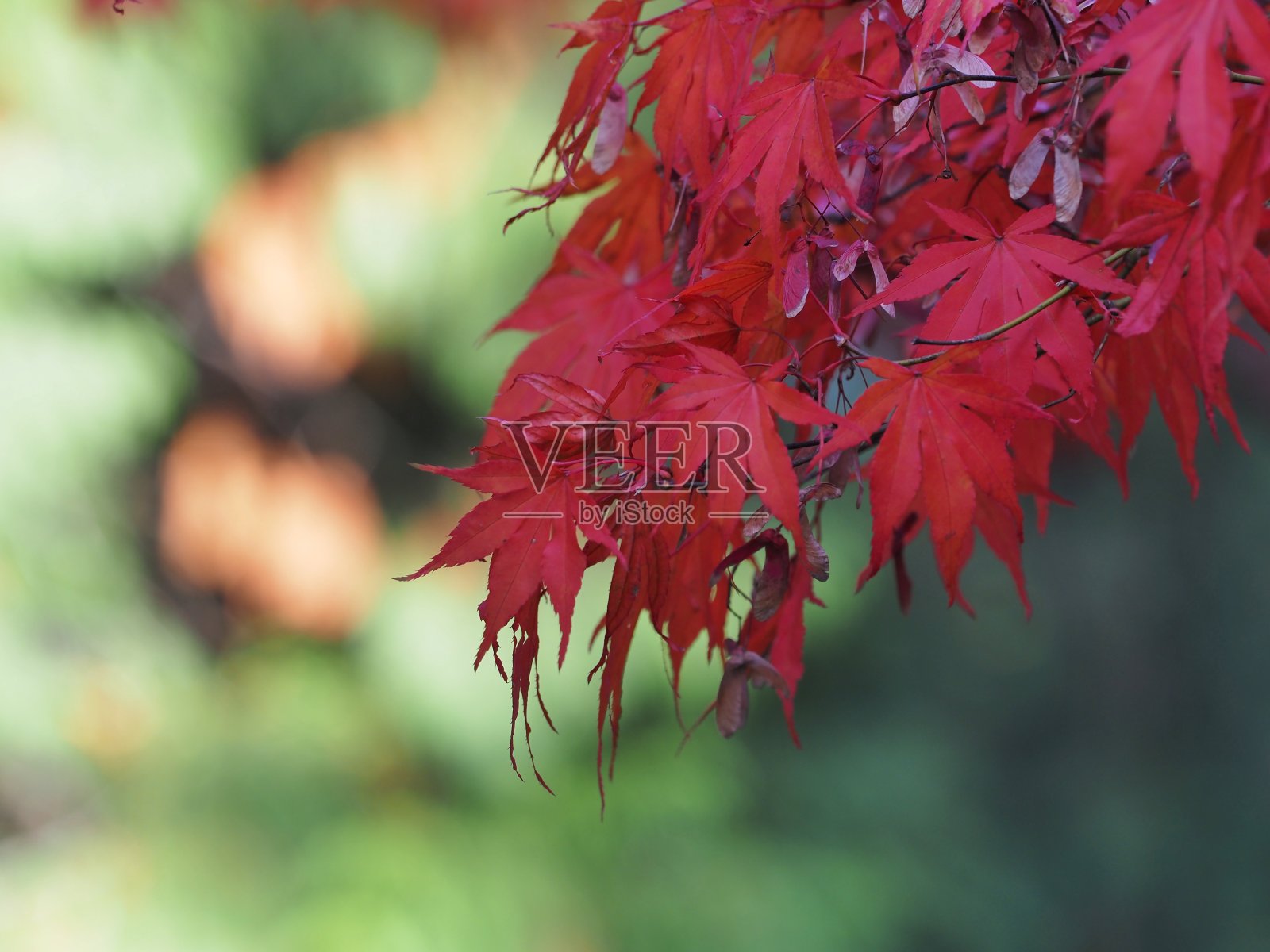 伊丽莎白女王公园照片摄影图片