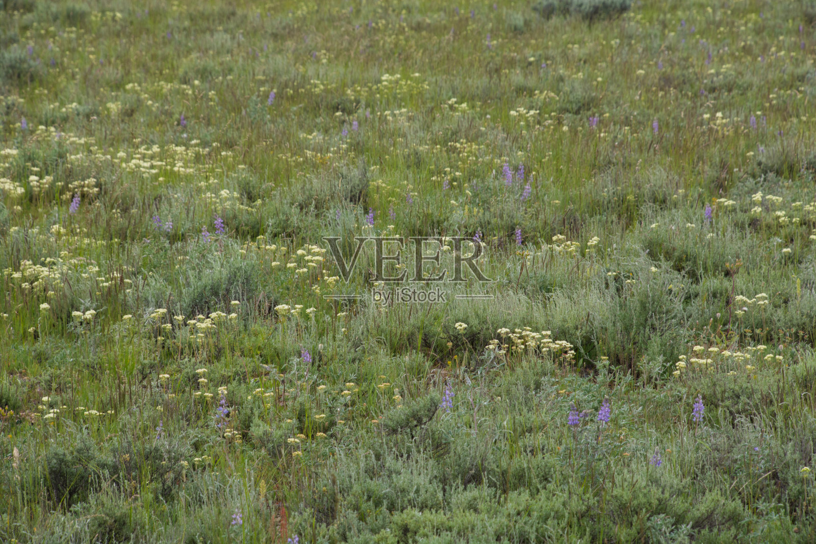草地上的野花照片摄影图片