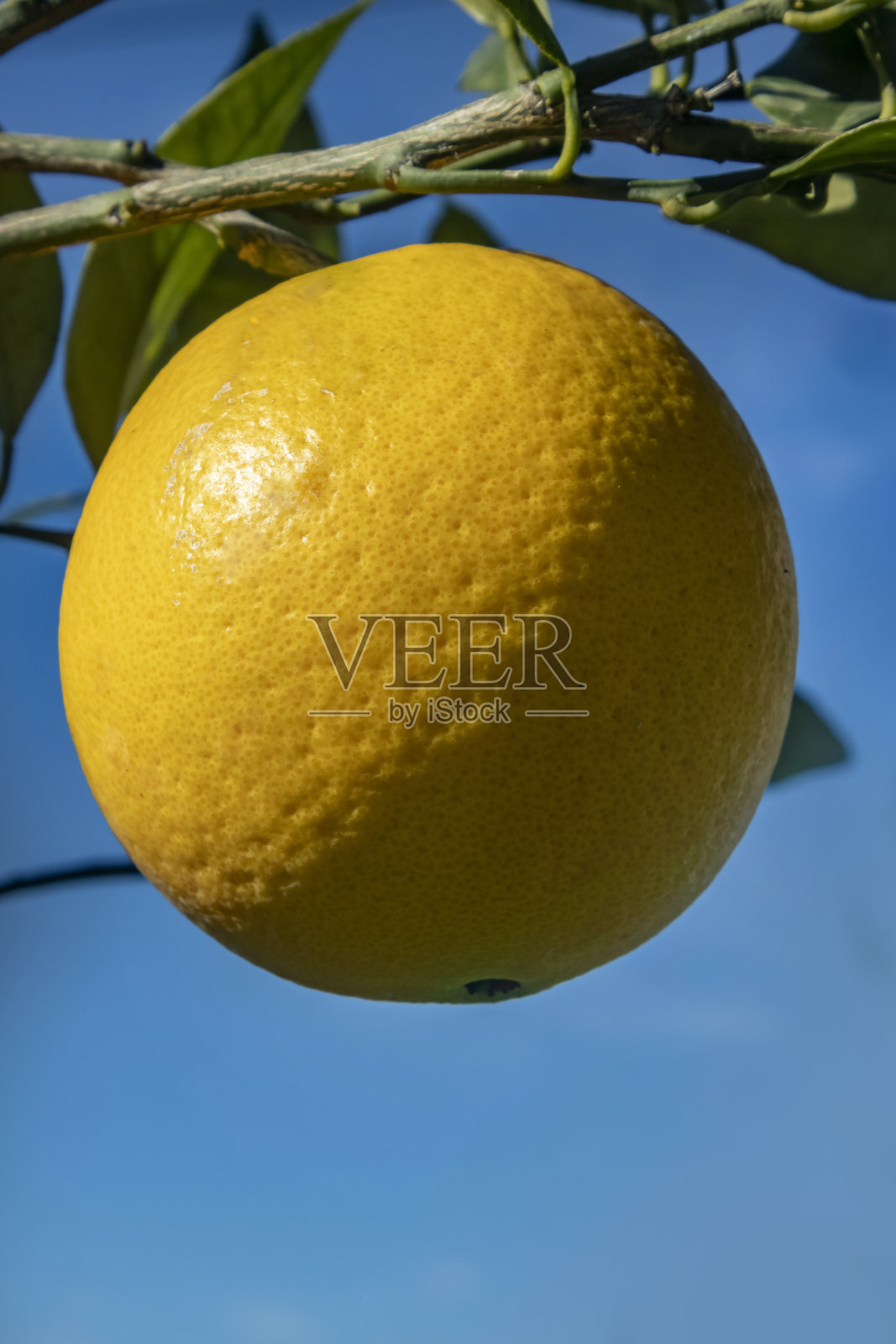 阳光下枝条上的成熟橙照片摄影图片