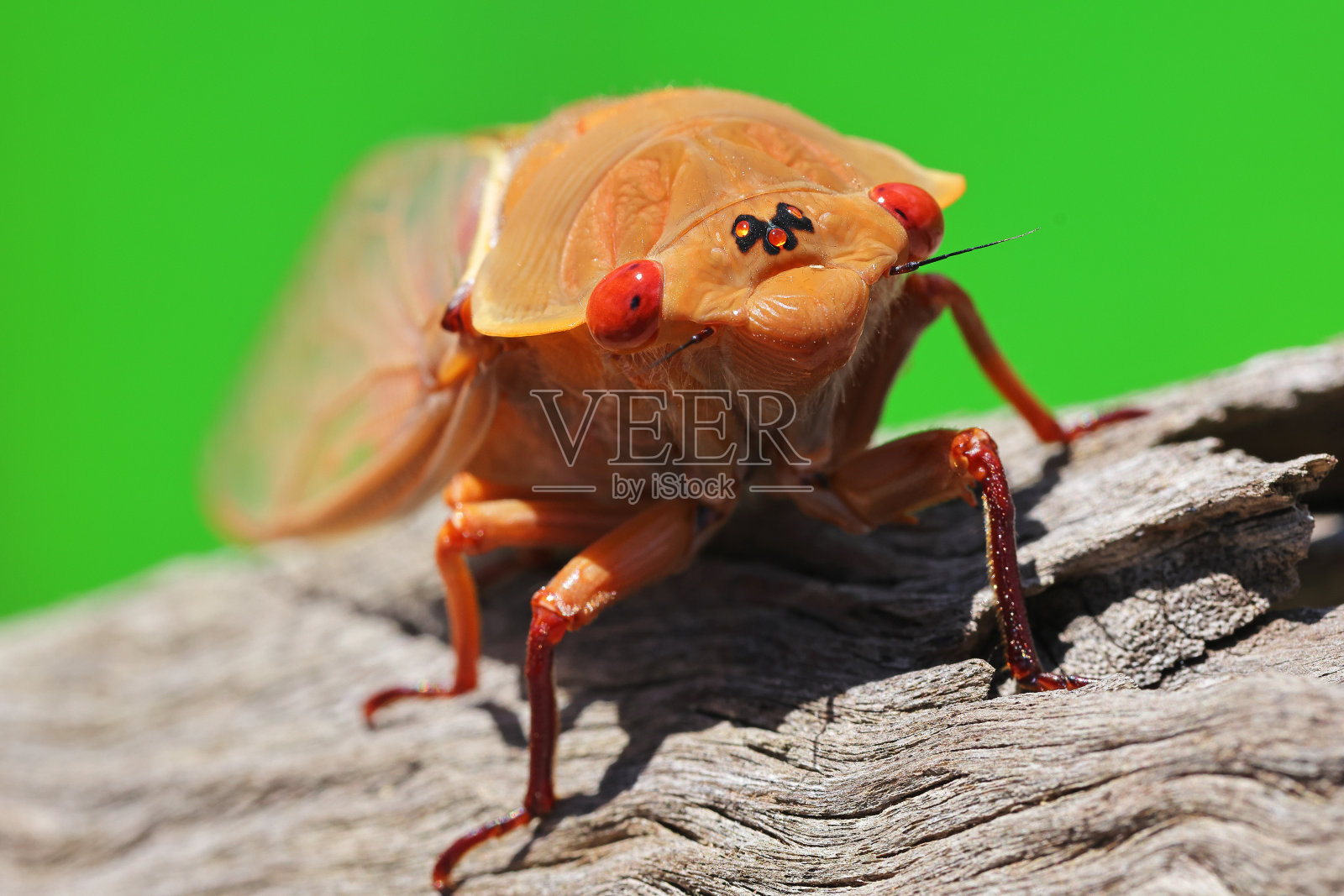 黄色周一蝉照片摄影图片