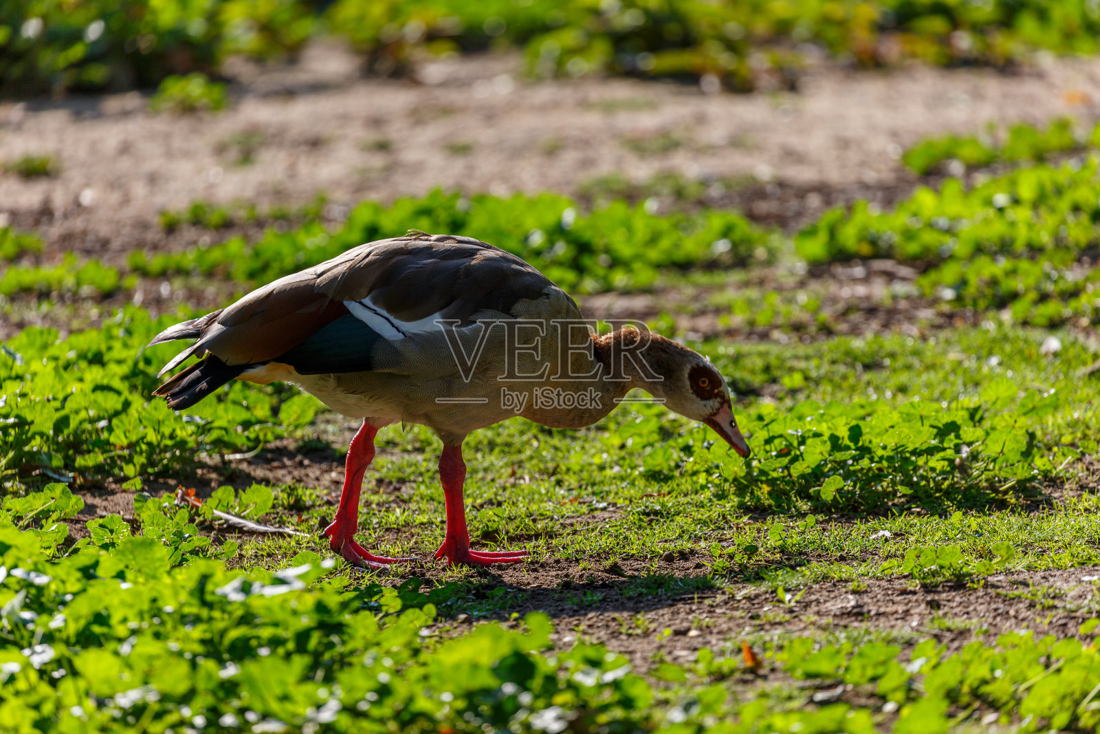 埃及鹅走在草地上照片摄影图片