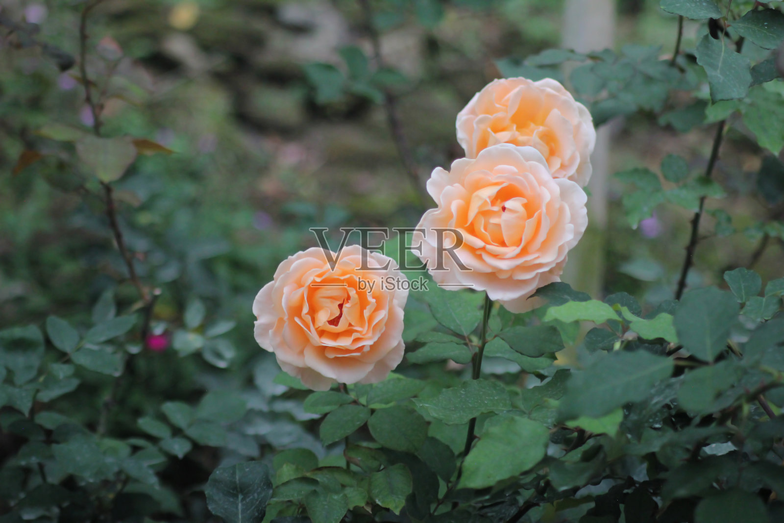 近距离的照片玫瑰照片摄影图片