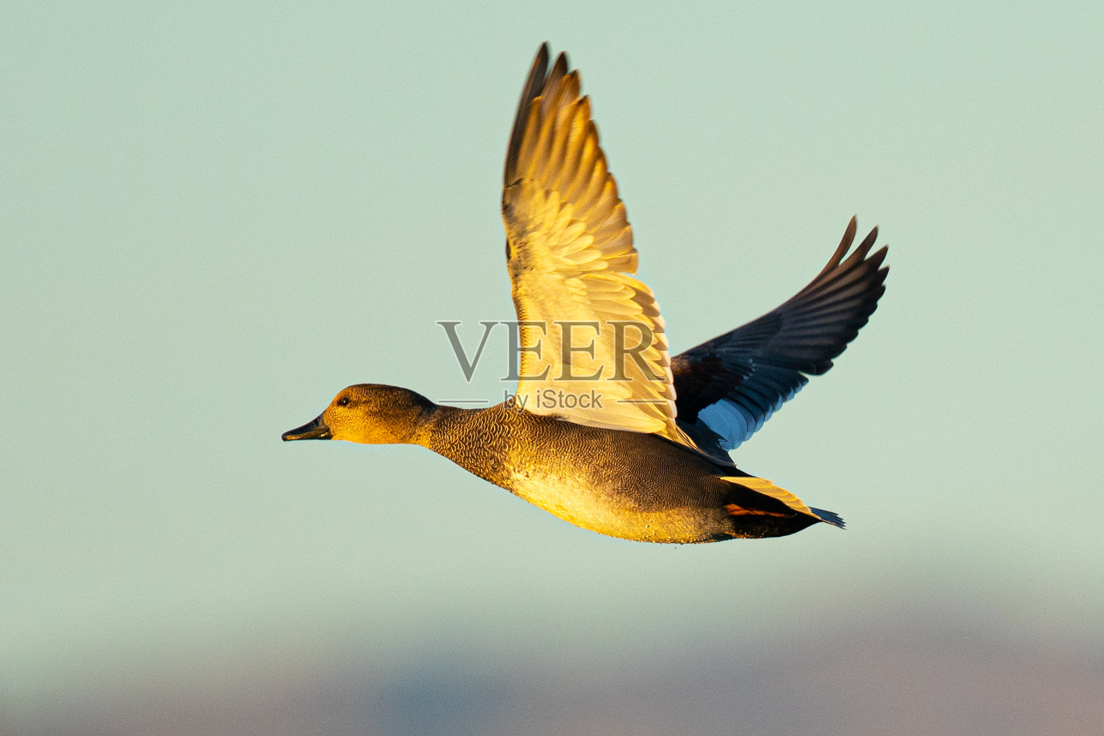 在北加利福尼亚的沼泽地里，一只母野鸭的全景照片摄影图片