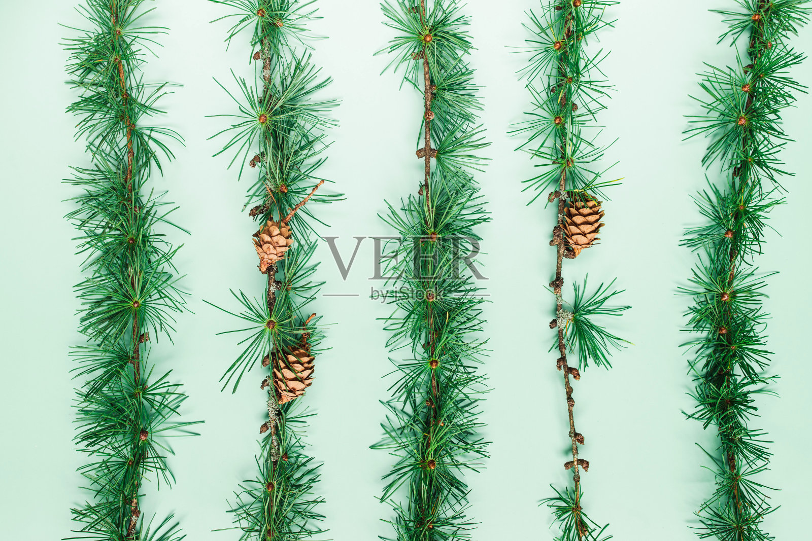 绿色背景上的云杉枝。圣诞节的边界。平躺照片摄影图片