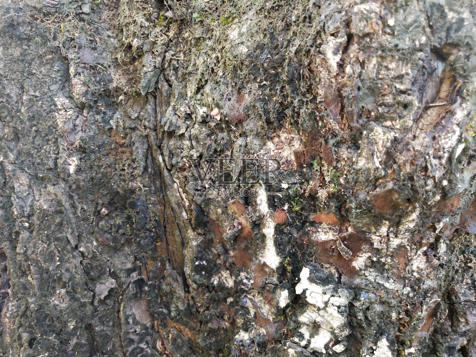 木材树皮的纹理和背景。照片摄影图片