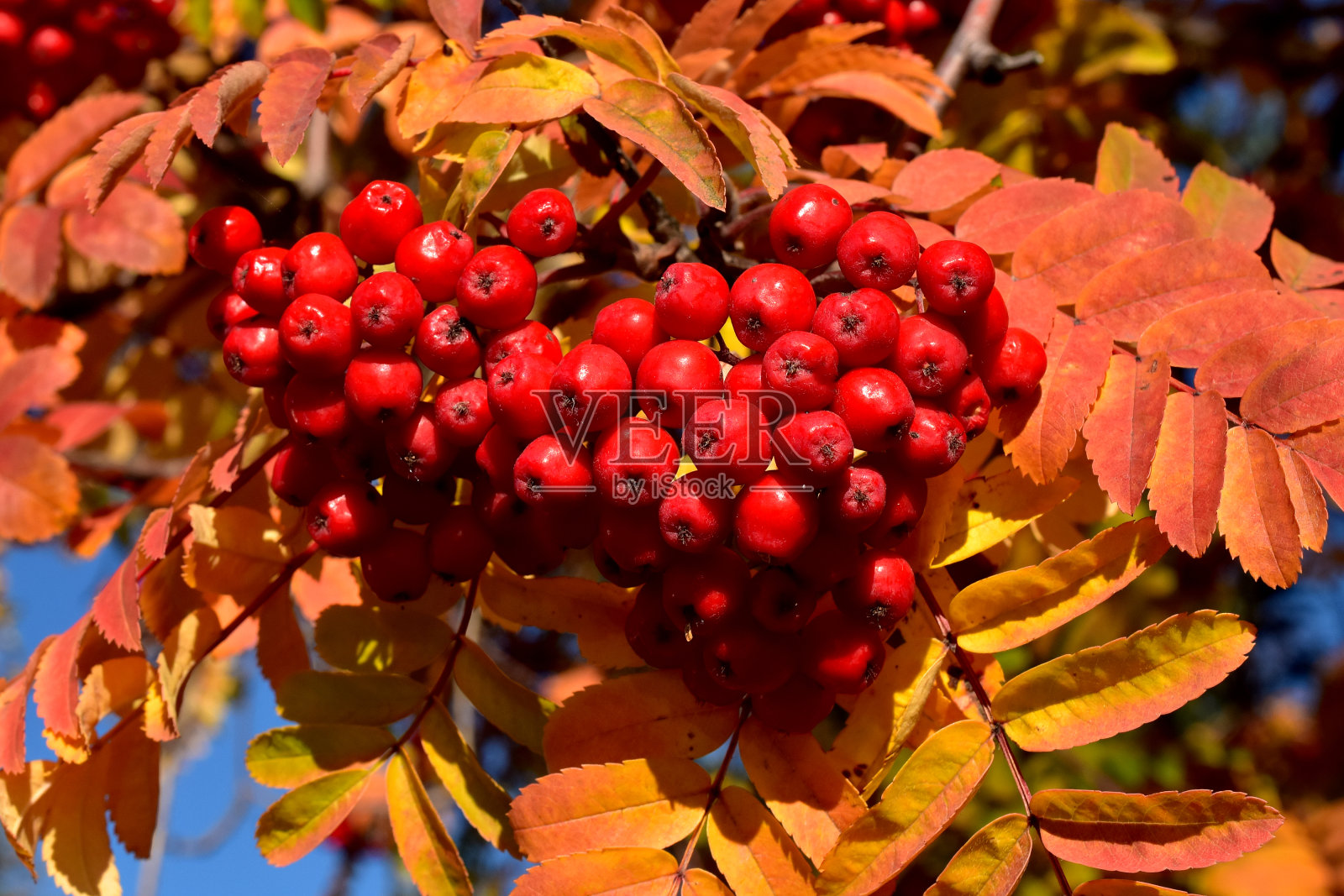 花楸果实照片摄影图片