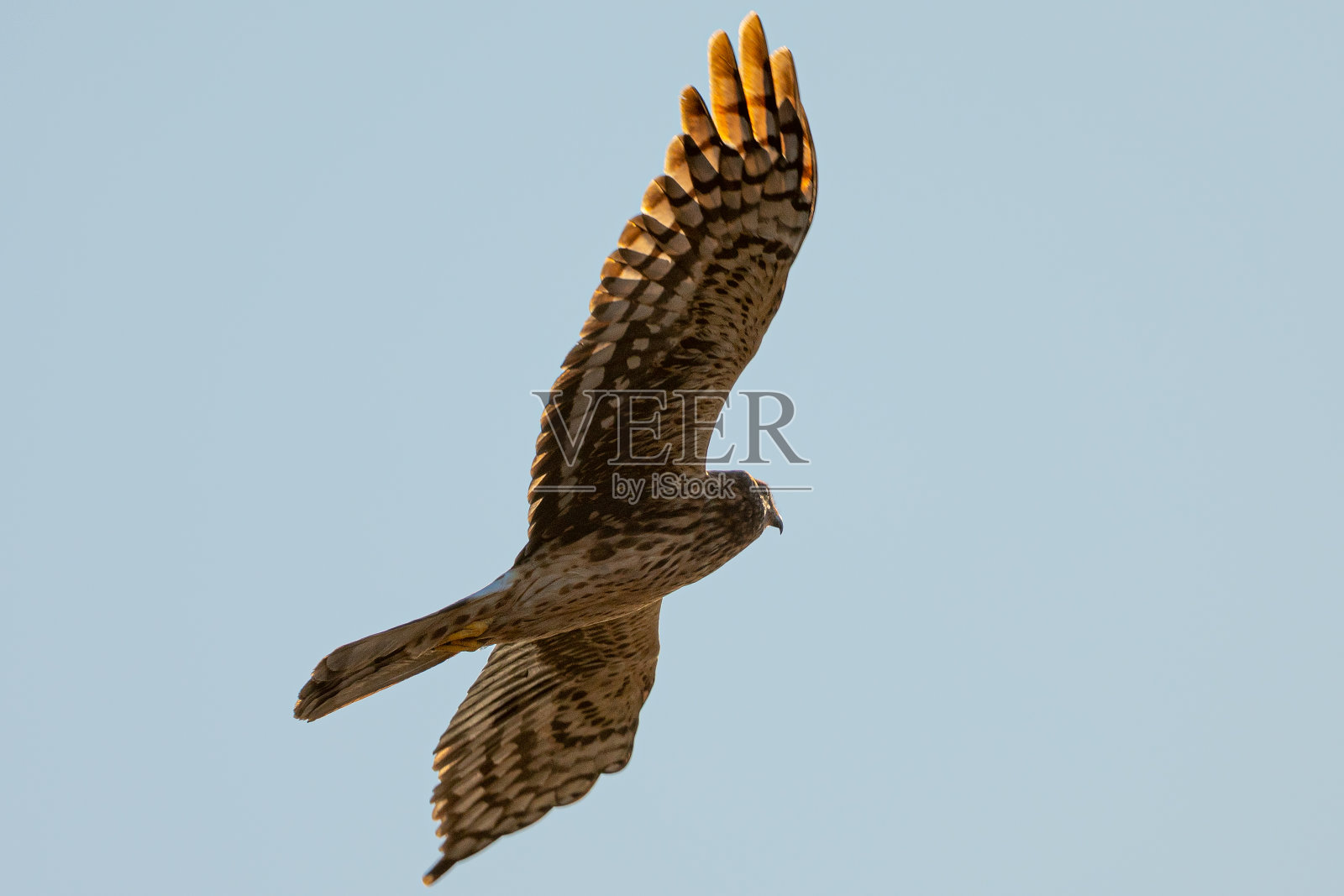 在北加利福尼亚的野外，一只母鹞在狩猎时滑翔的近距离镜头照片摄影图片