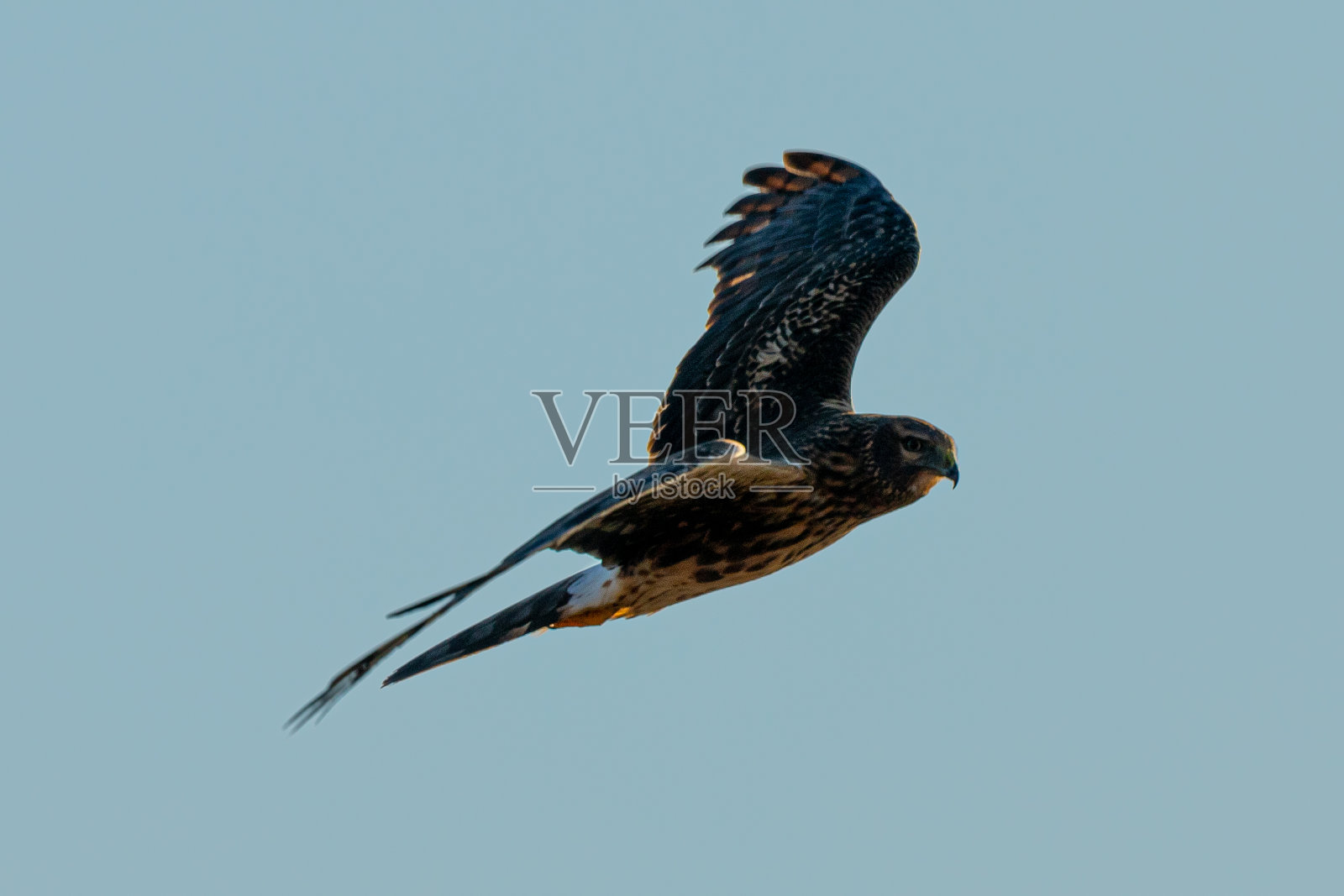 在北加利福尼亚的野外，一只母鹞在狩猎时滑翔的近距离镜头照片摄影图片