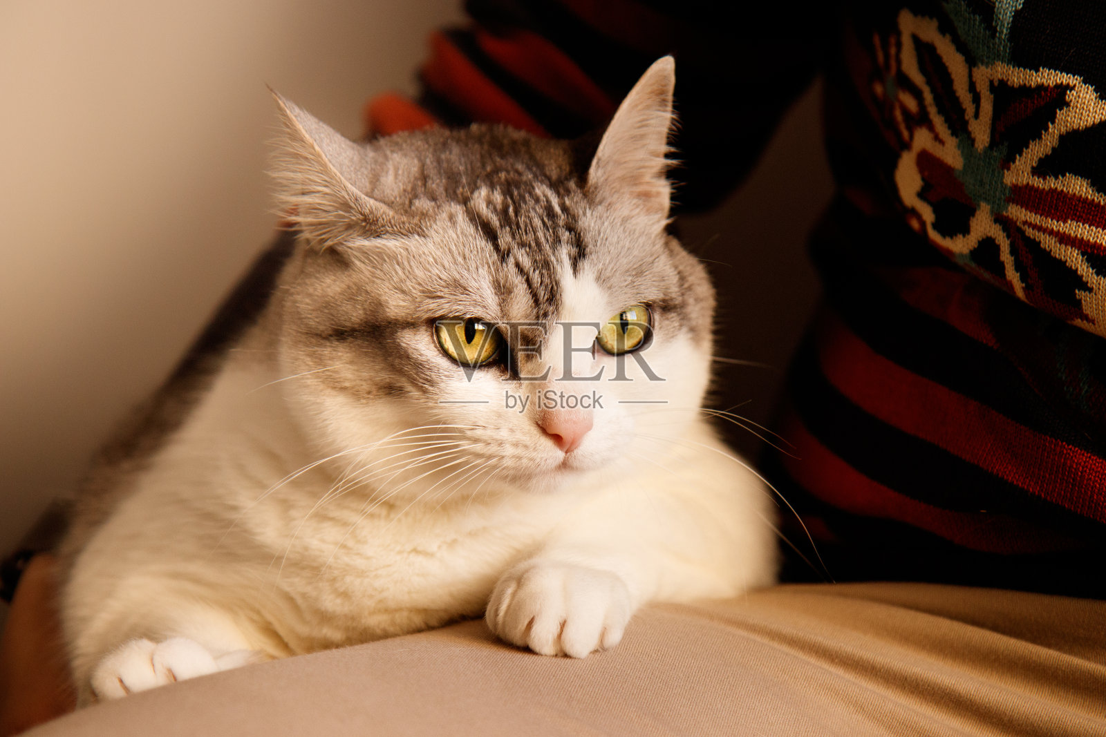 养猫的女人照片摄影图片