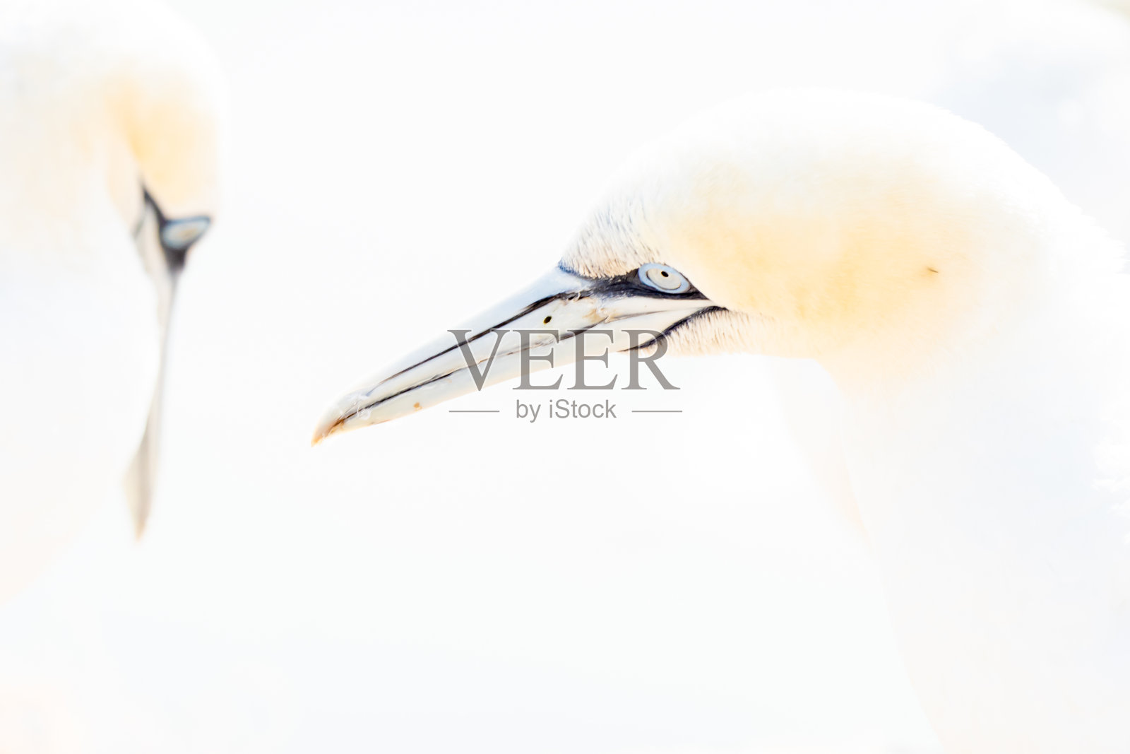 一对北方塘鹅的肖像，苏拉·巴萨纳，两只鸟在柔和的光线下相爱，动物的爱的行为。高音柔和的灯光照片摄影图片