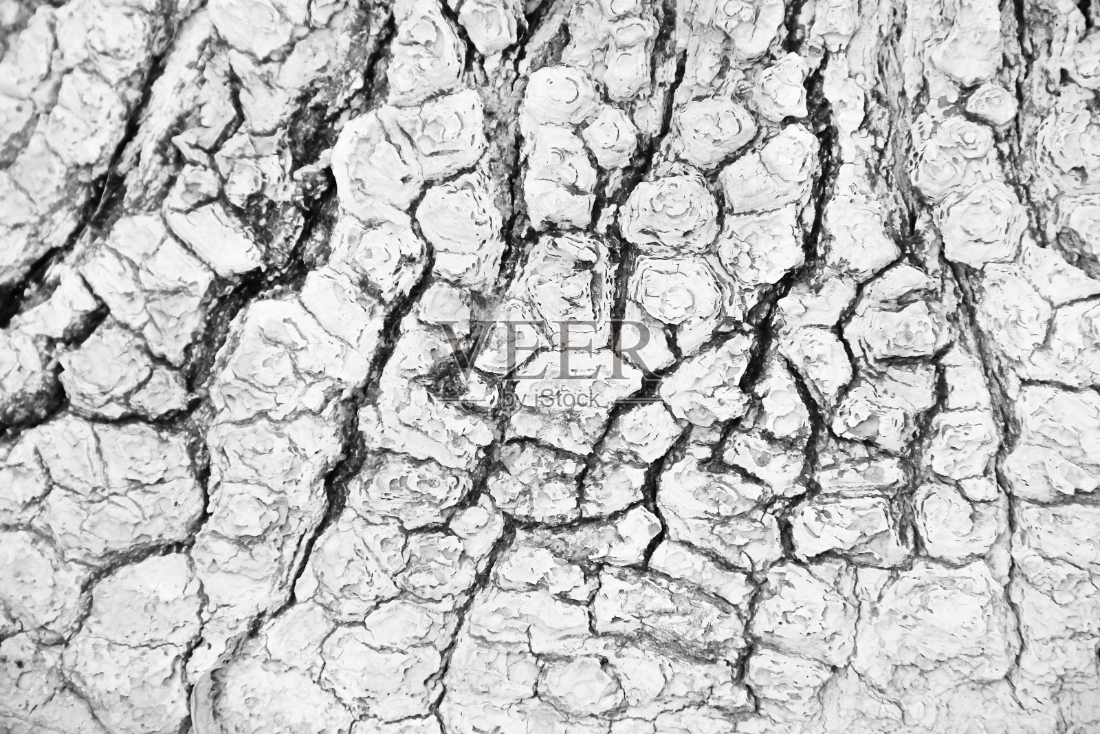 树皮纹理与无缝裂缝模式自然抽象白灰色背景照片摄影图片
