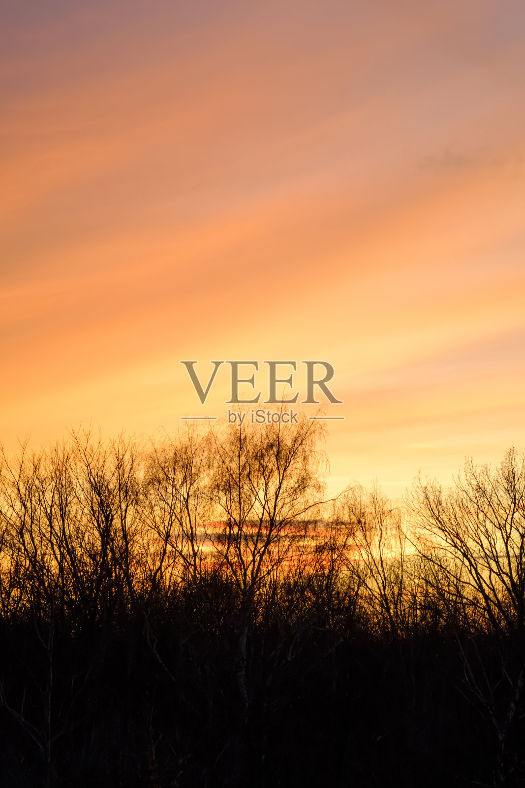 自然日落与树木剪影。明亮戏剧性的天空和黑暗的地面。温暖的颜色。树在夕阳的映衬下显出轮廓。天空的照片。与天空背景照片摄影图片