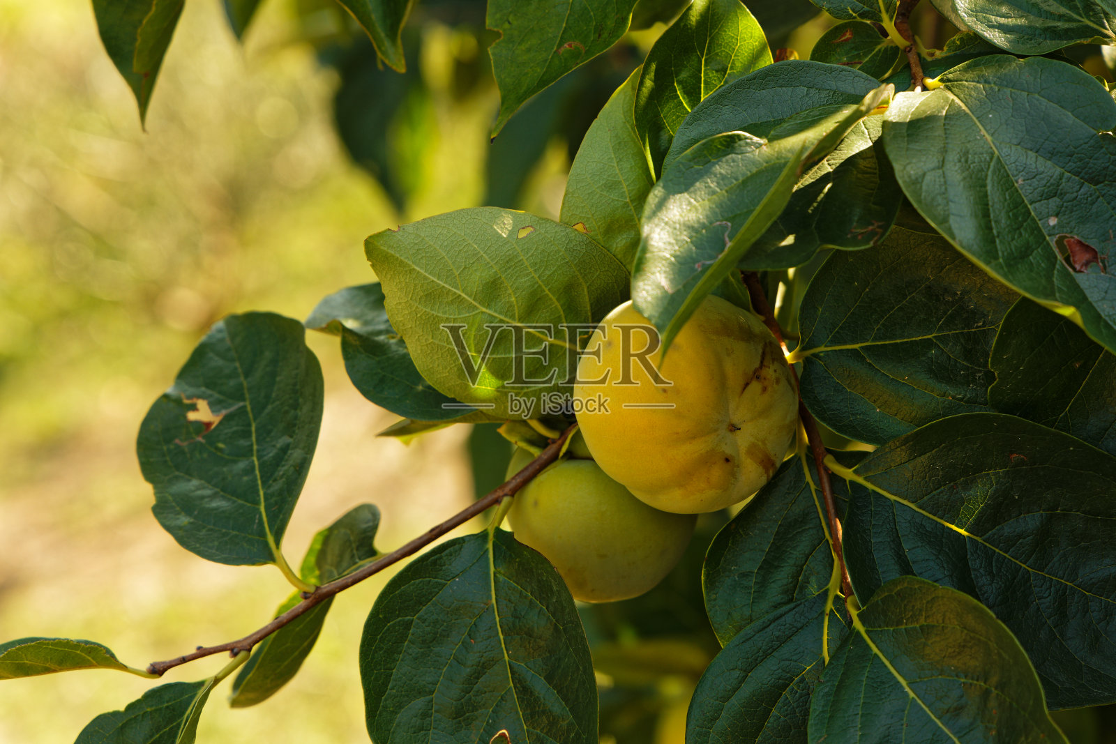 意大利的一种温柏水果和树照片摄影图片
