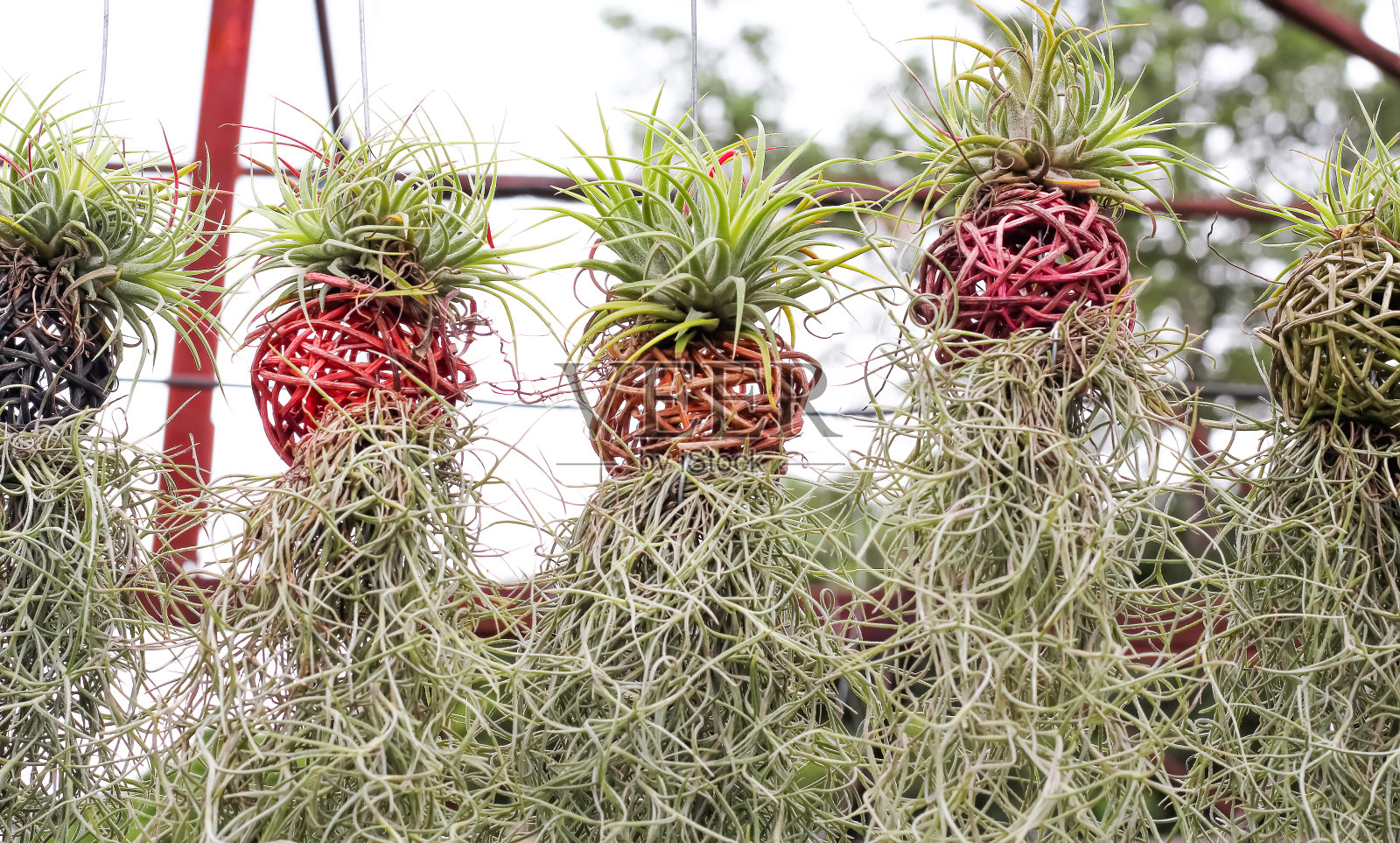 室外花园背景悬挂木质编织花盆、银色花瓶和西班牙青苔花照片摄影图片