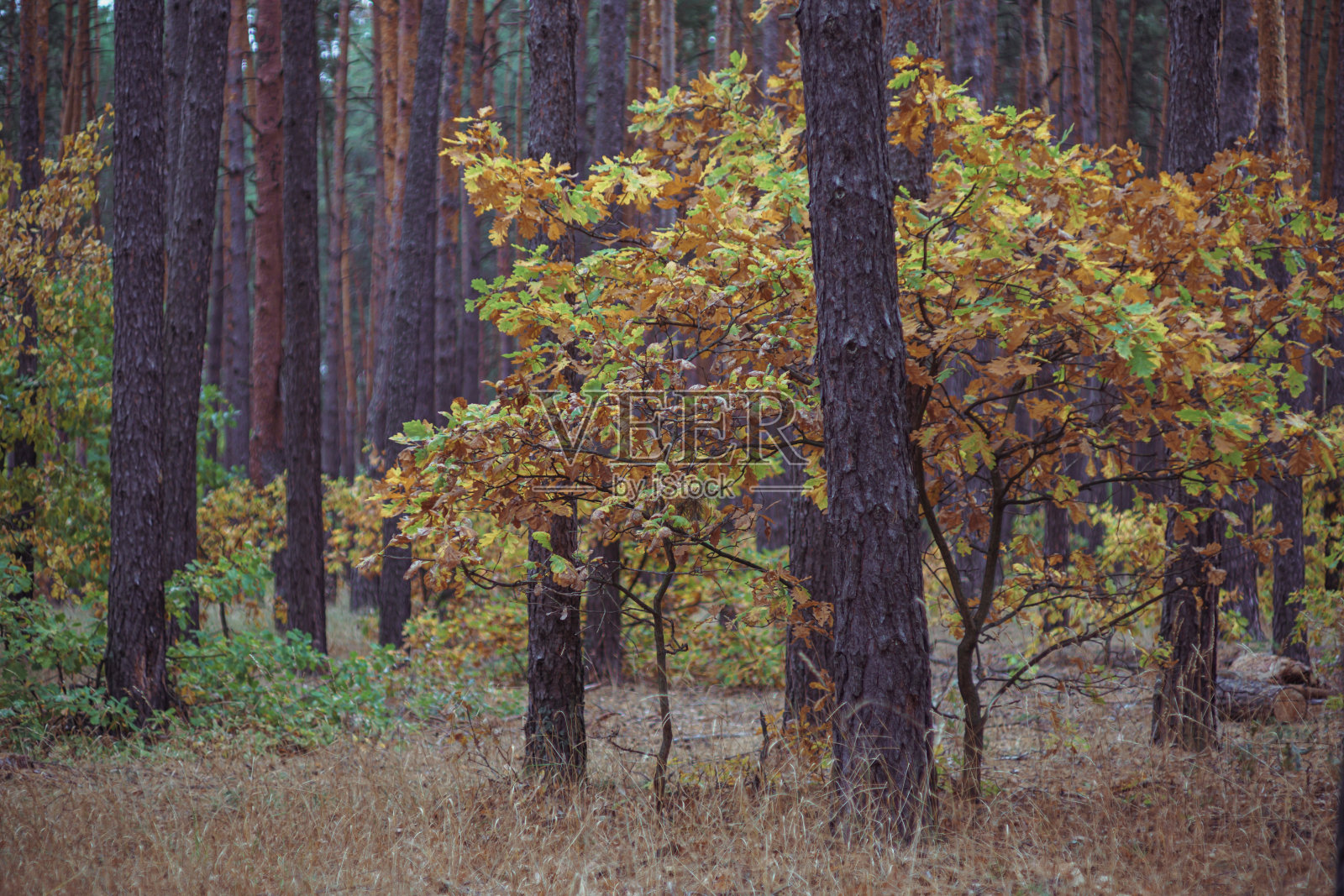 秋色在针叶林中照片摄影图片
