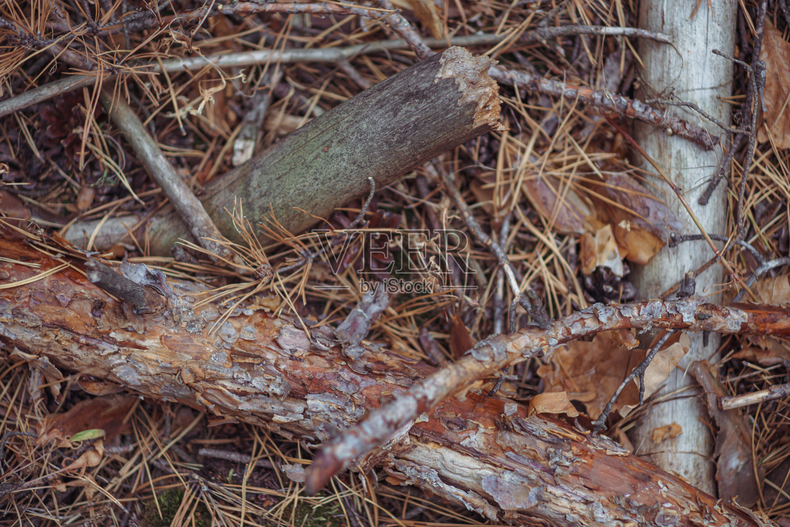 秋色在针叶林中照片摄影图片