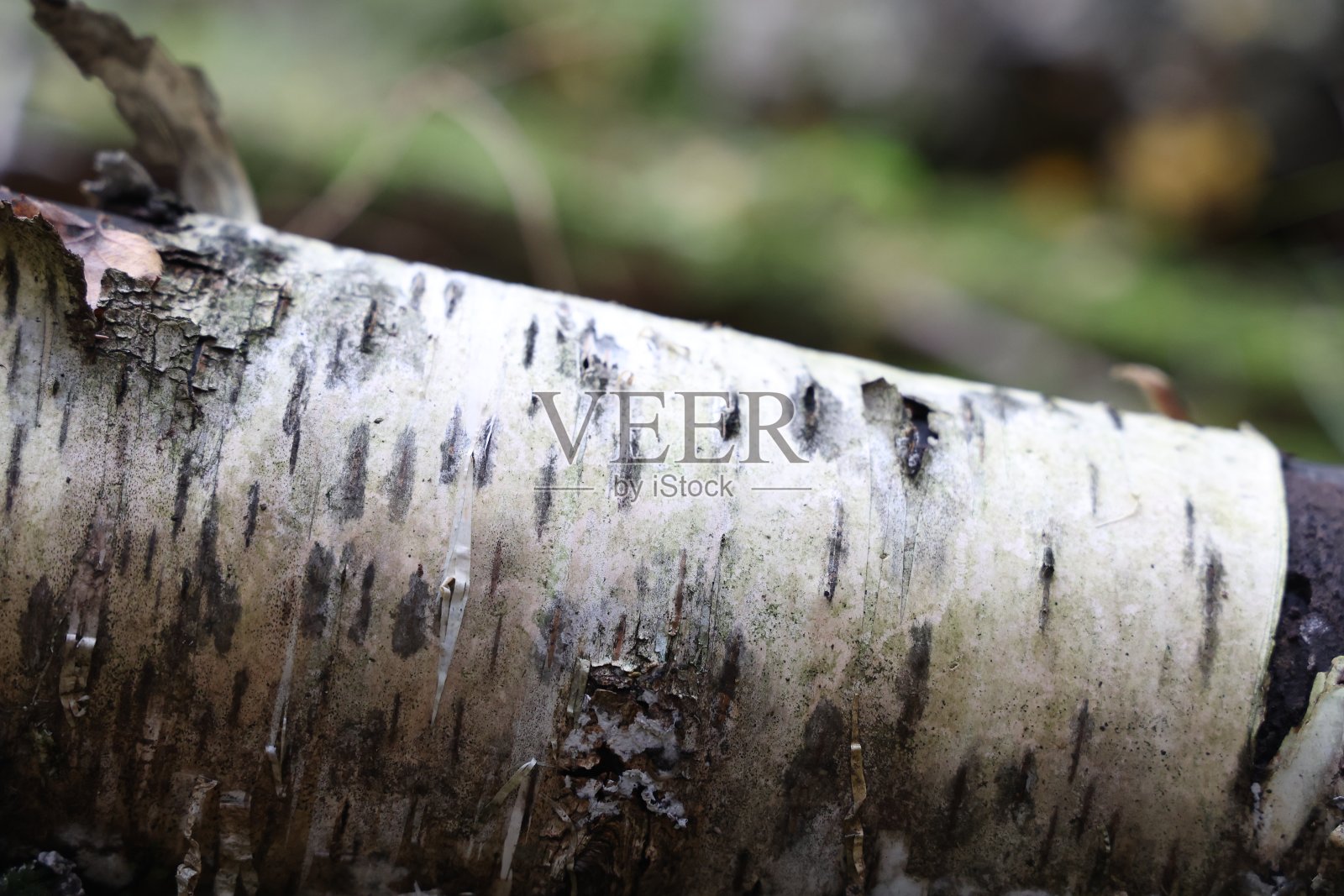 倒下的白桦树的树干躺在森林里照片摄影图片