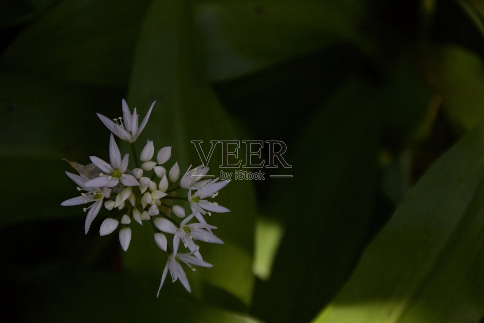大蒜的花照片摄影图片
