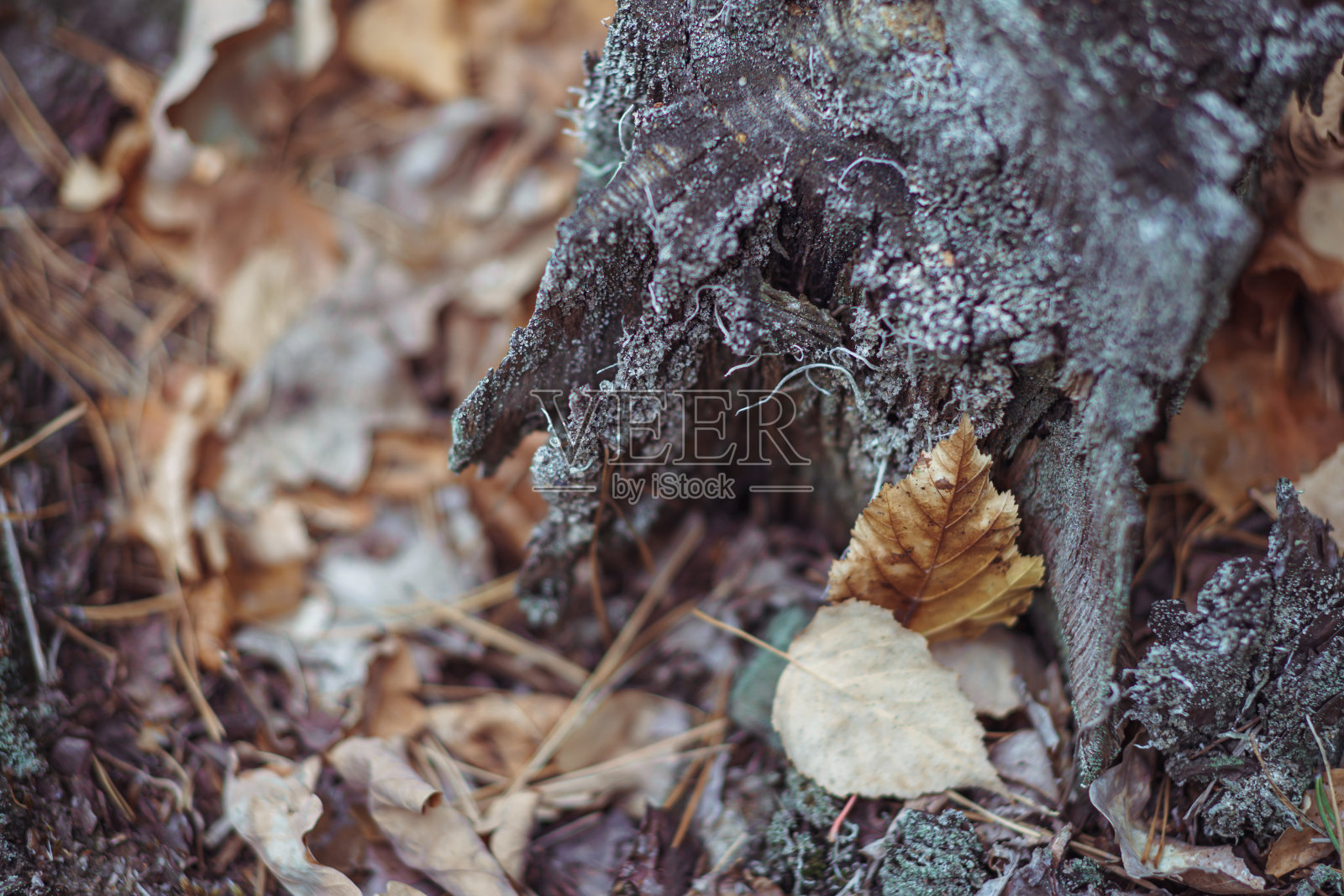 秋色在针叶林中照片摄影图片