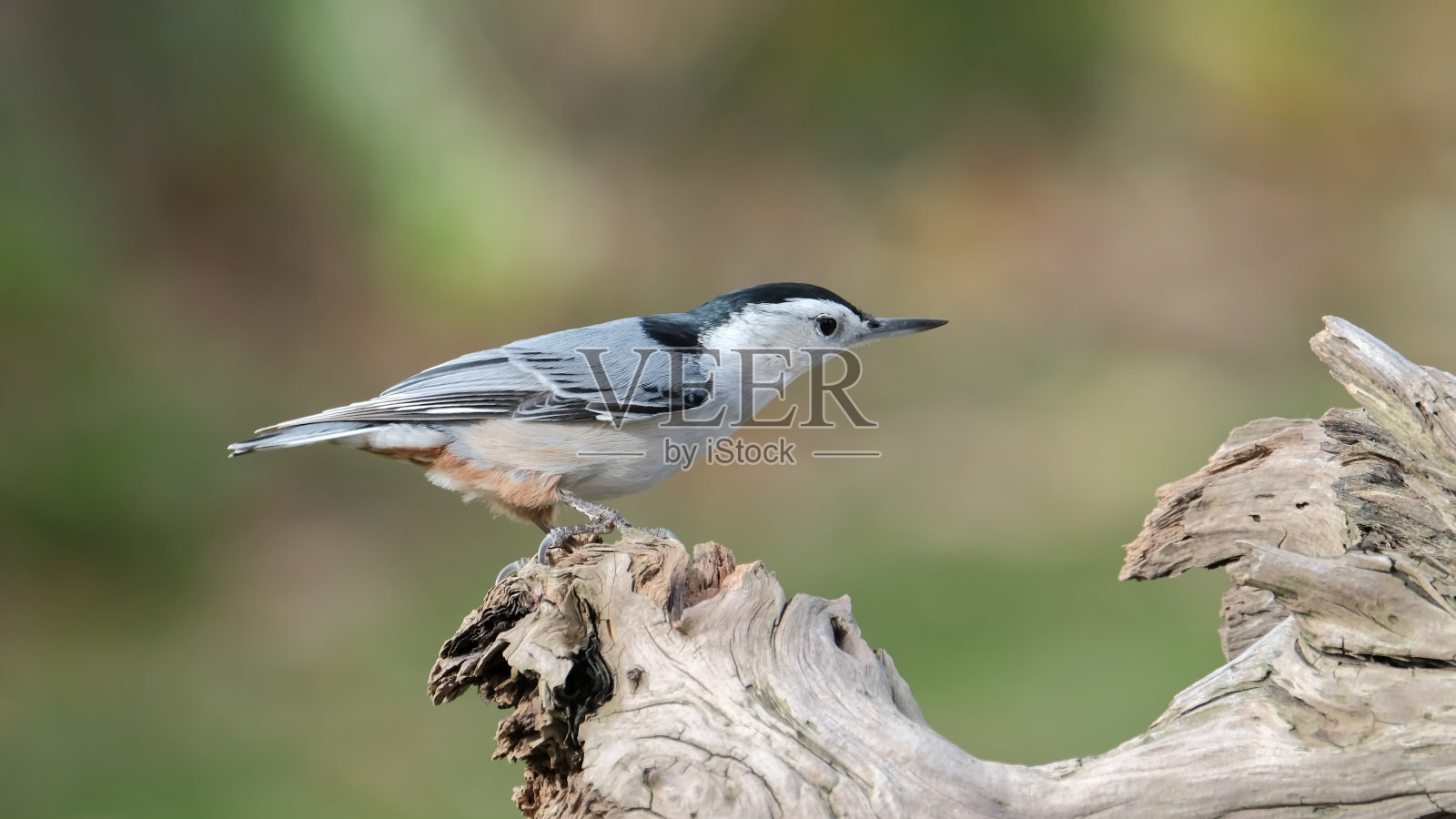 白胸五子雀照片摄影图片